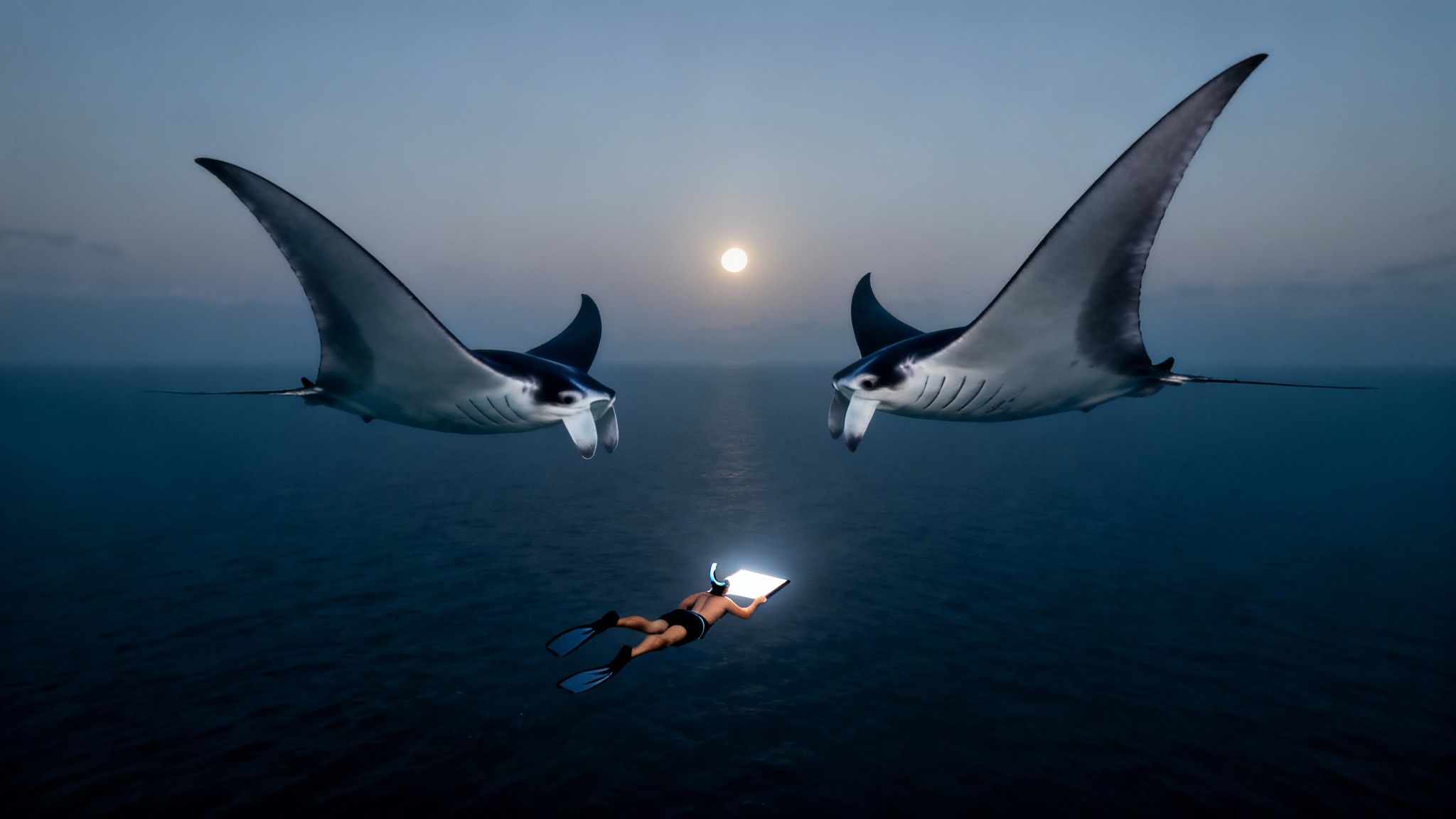 A snorkeler with a bright tablet attracts two giant manta rays at dusk under a moonlit sky.