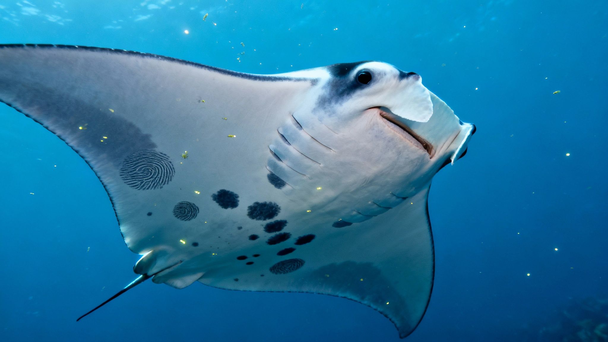 A majestic manta ray swims gracefully in clear blue water, its patterned underside visible.