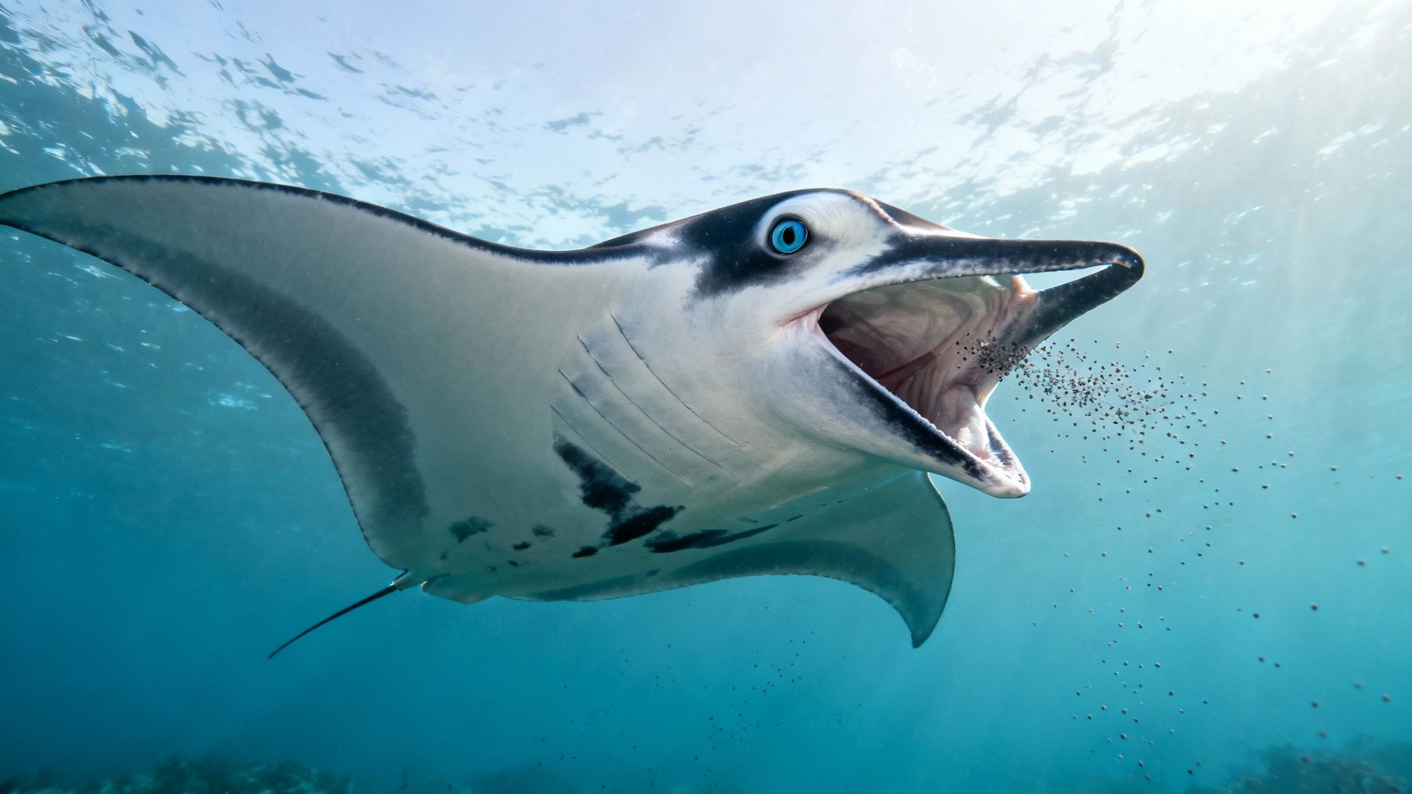 A majestic manta ray glides underwater with its mouth wide open, filter-feeding on plankton.