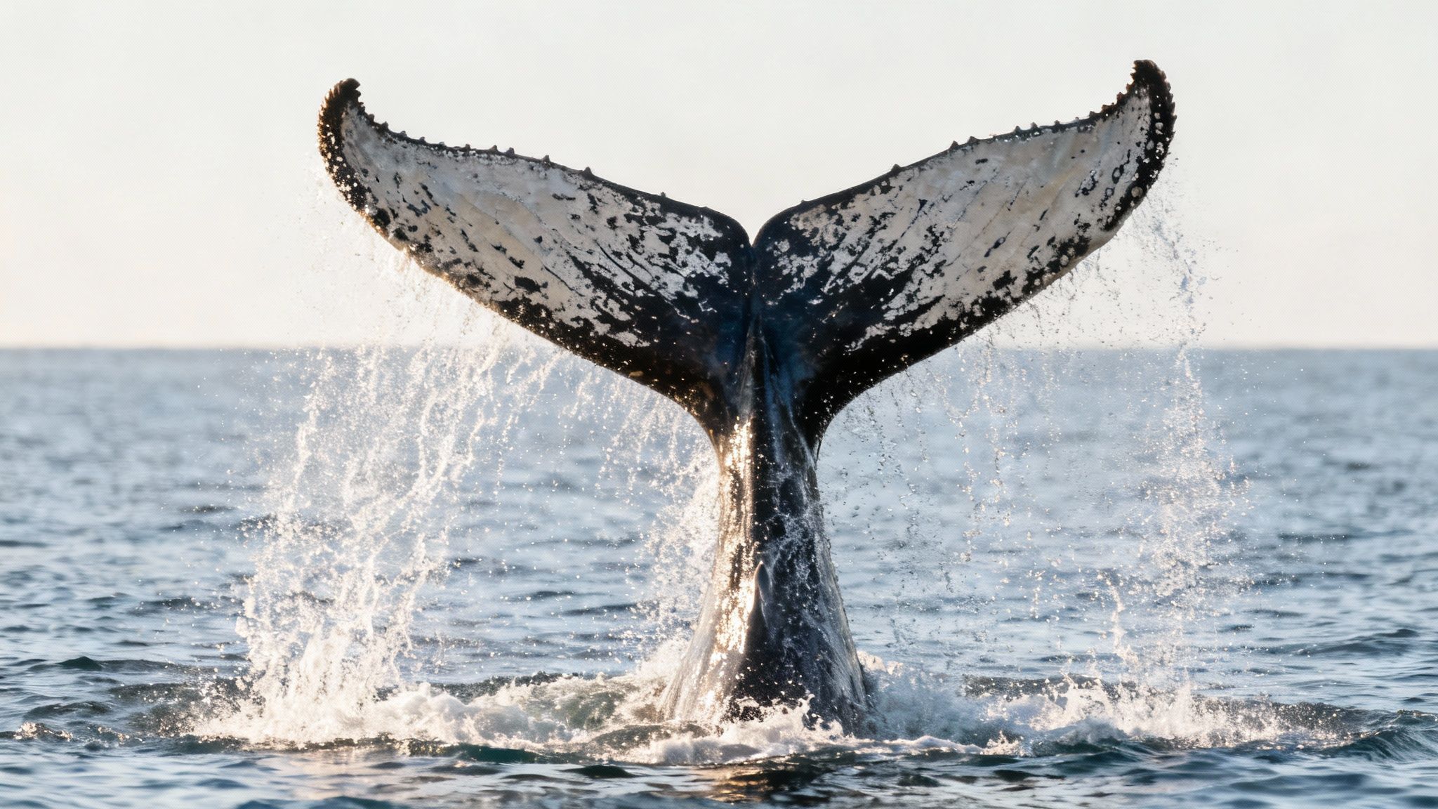 A humpback whale breaching with its full body out of the water.