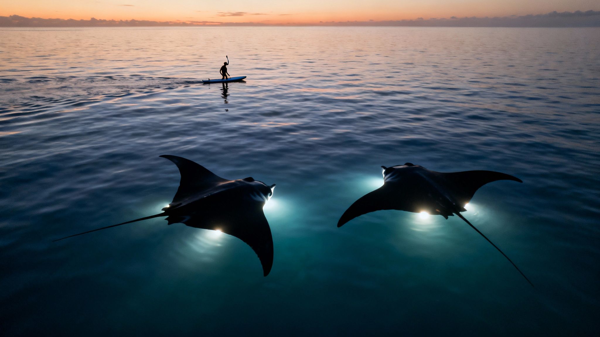 A paddleboarder observes two magnificent manta rays glowing underwater at sunset.