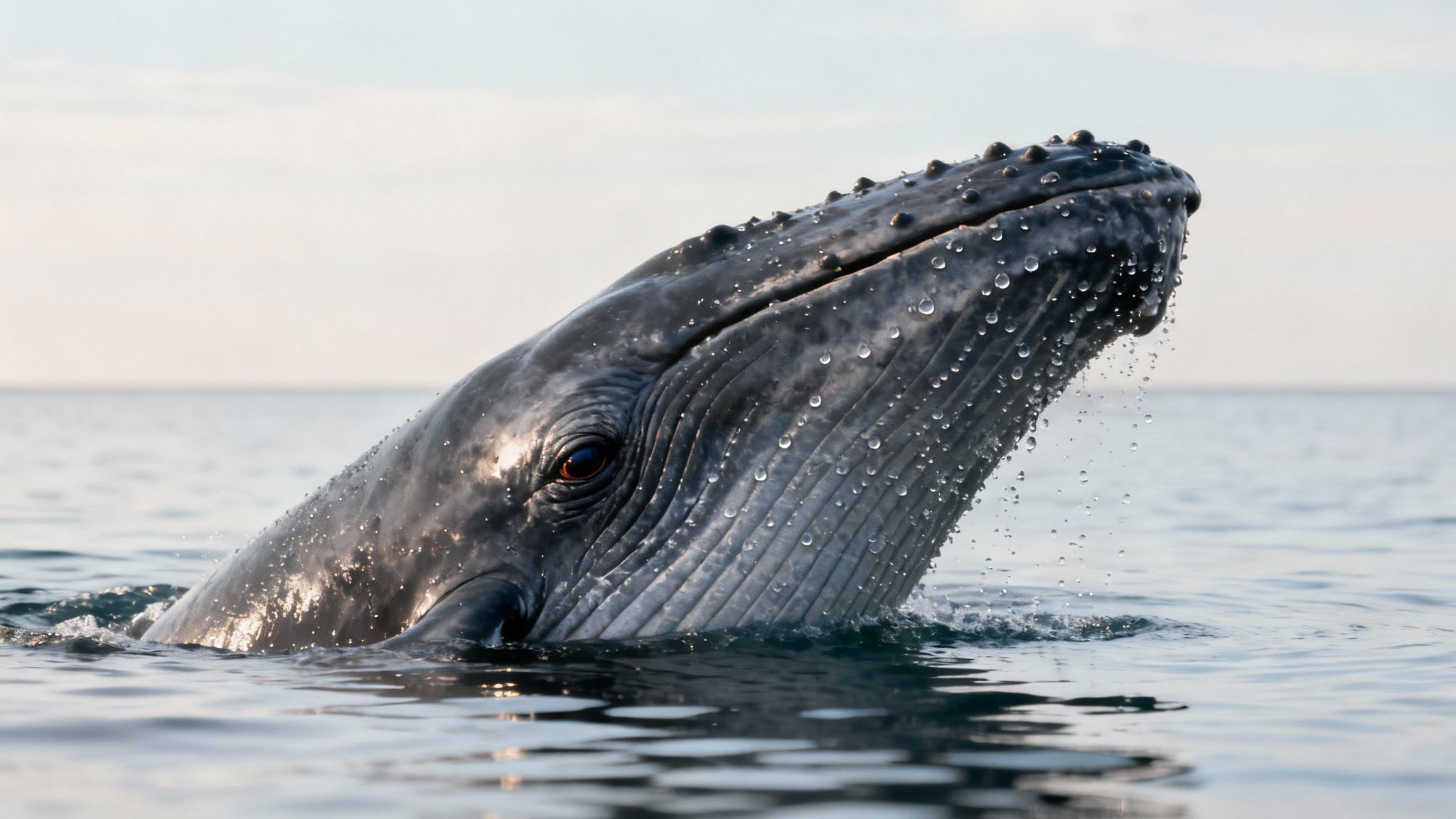 Humpback whale head emerging from ocean water covered in barnacles and water droplets