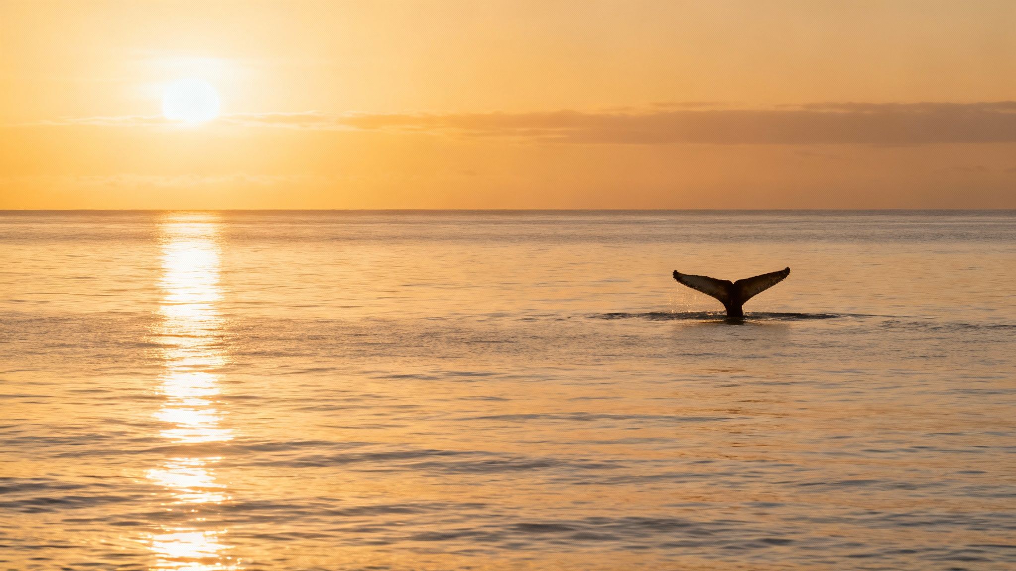 A humpback whale's tail emerging from the ocean with the sun setting behind it.