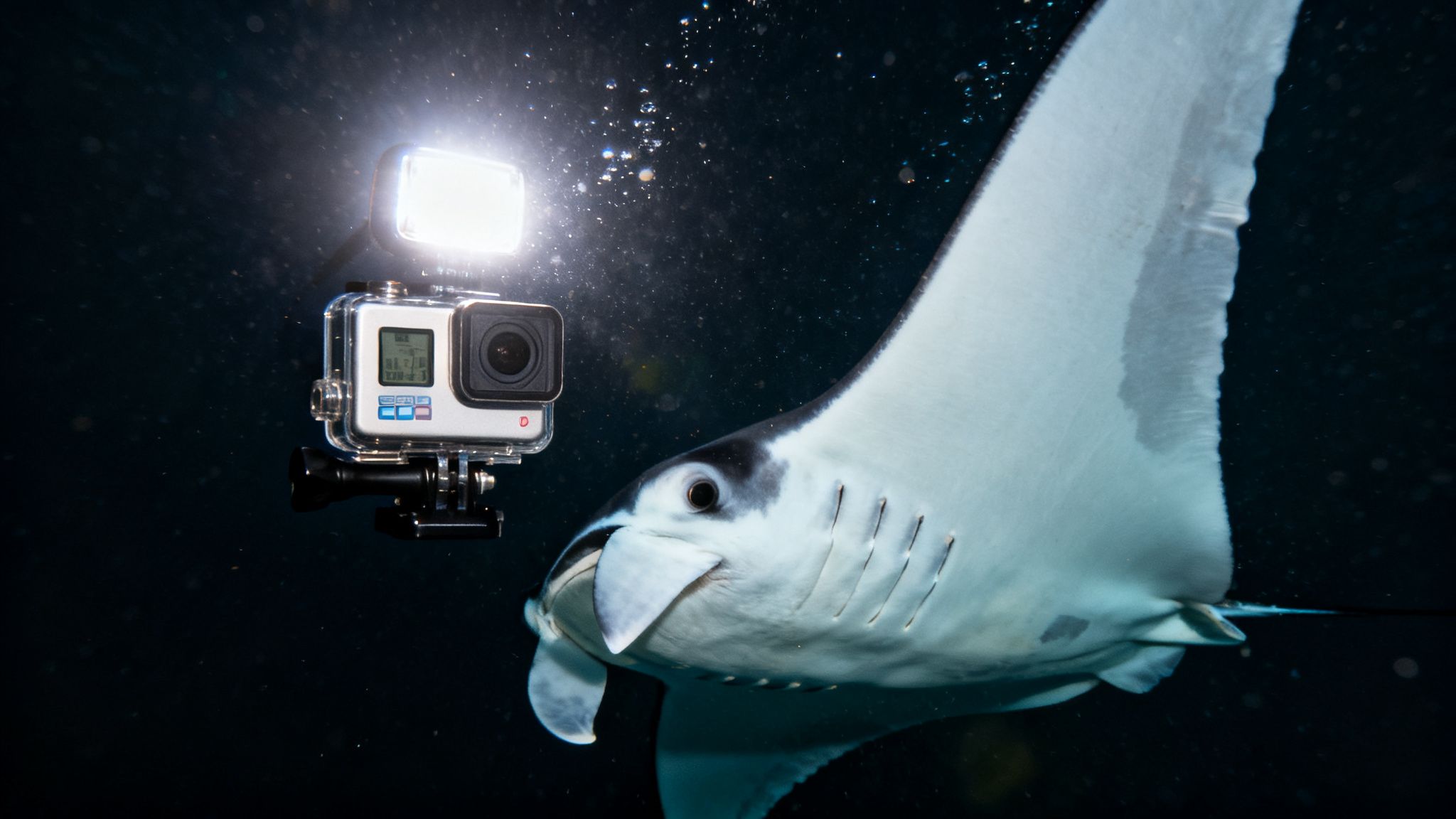 A majestic manta ray gracefully approaches an illuminated underwater camera with a bright light.