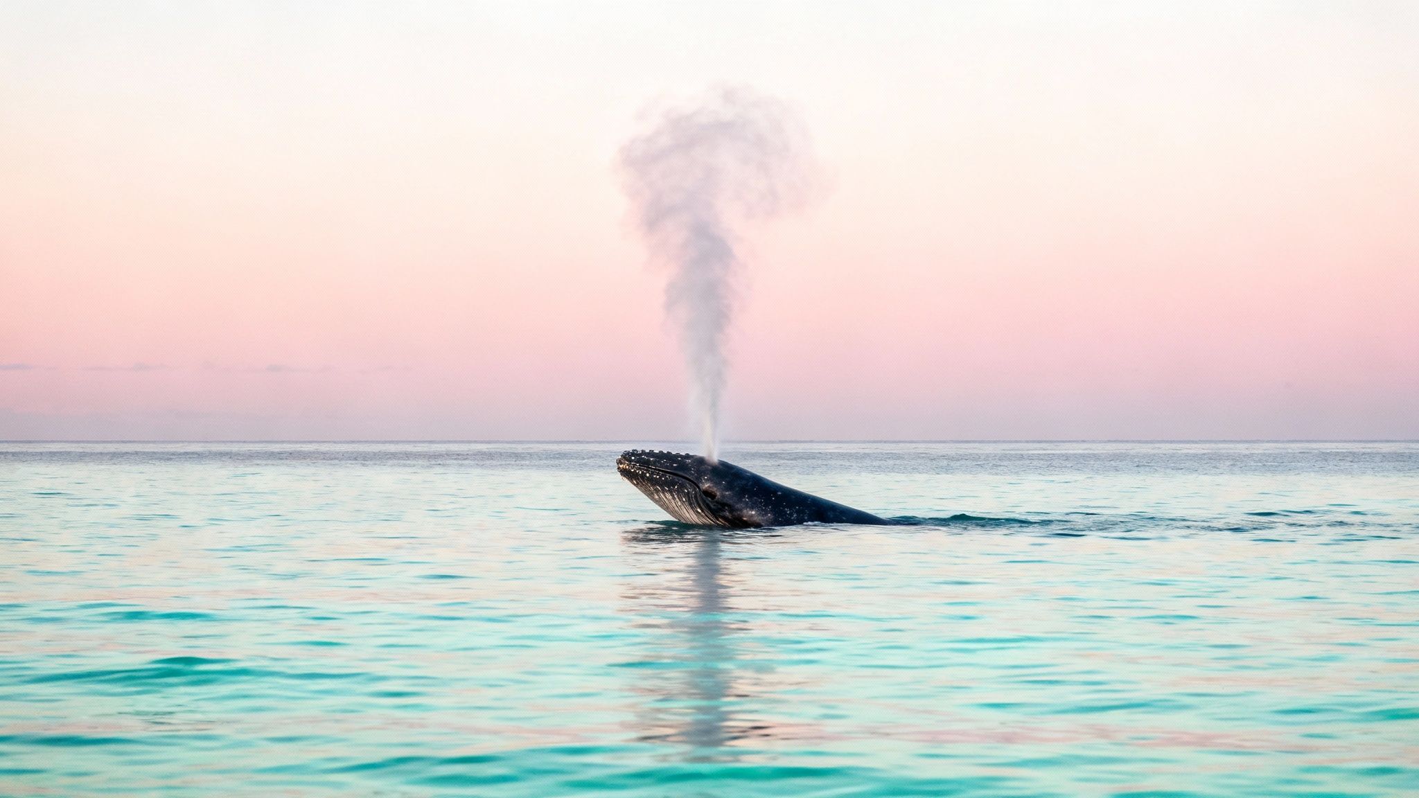 A majestic humpback whale spouts water high into the air against a serene pink and white sunset sky over turquoise ocean.