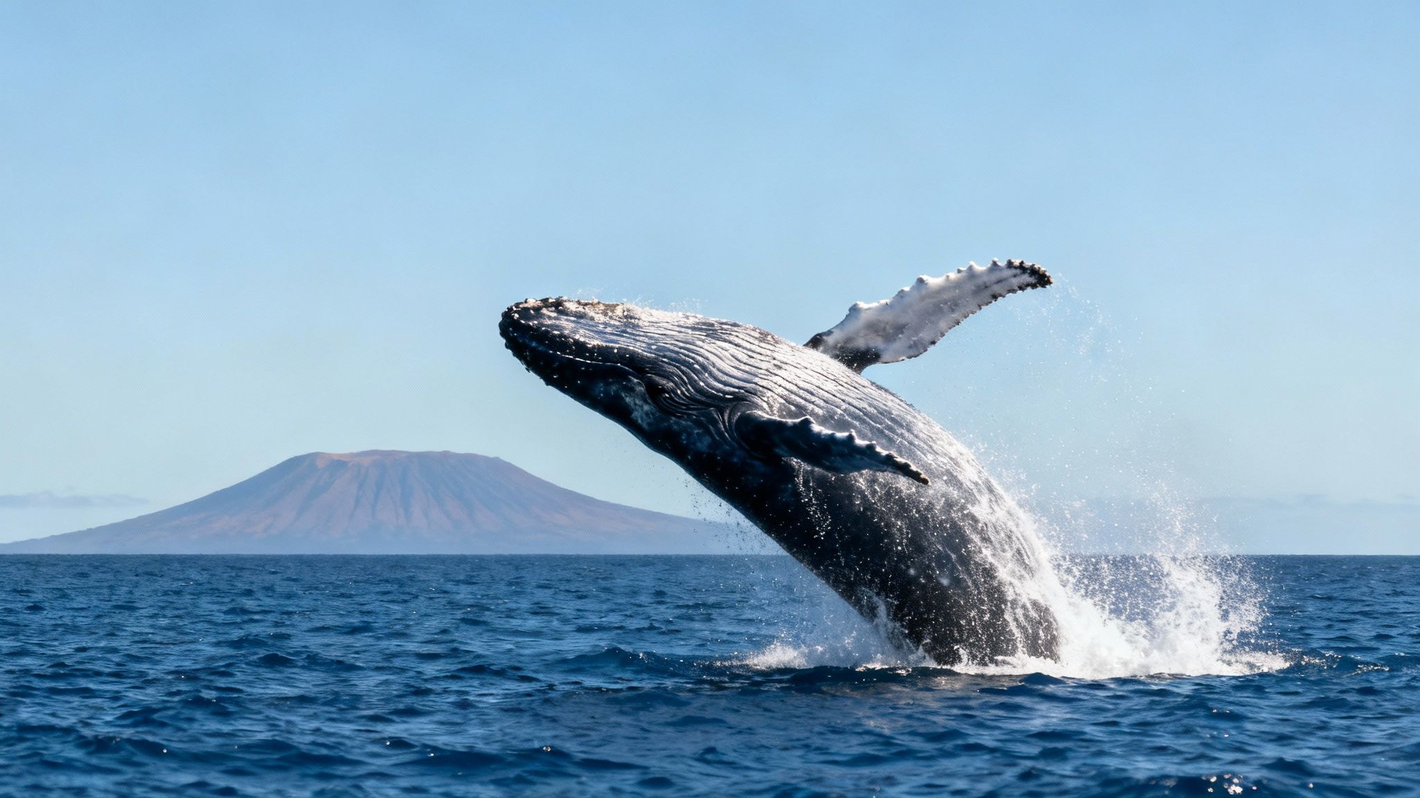 A humpback whale breaching spectacularly during the Big Island whale season.