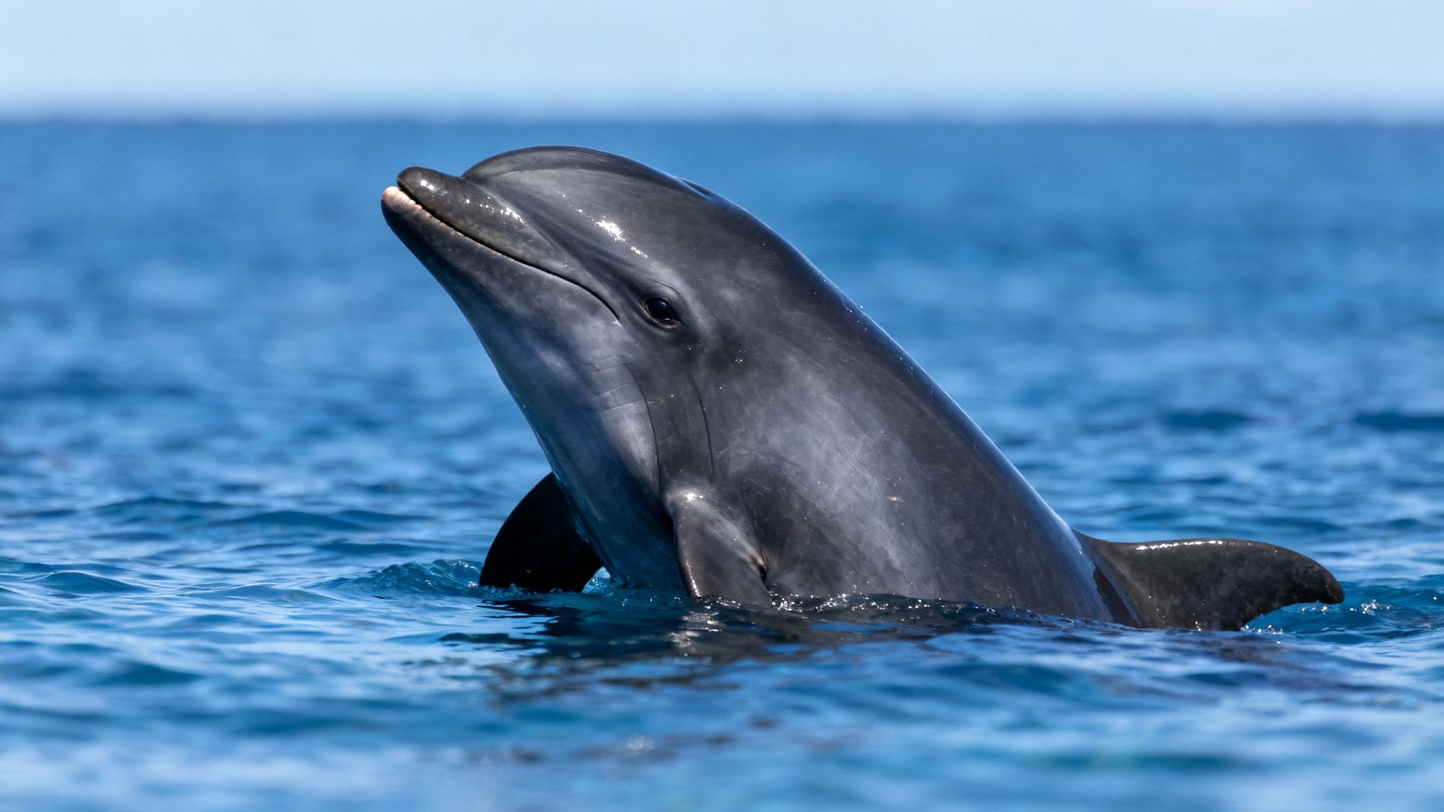 A pod of dolphins leaping from the Kona water