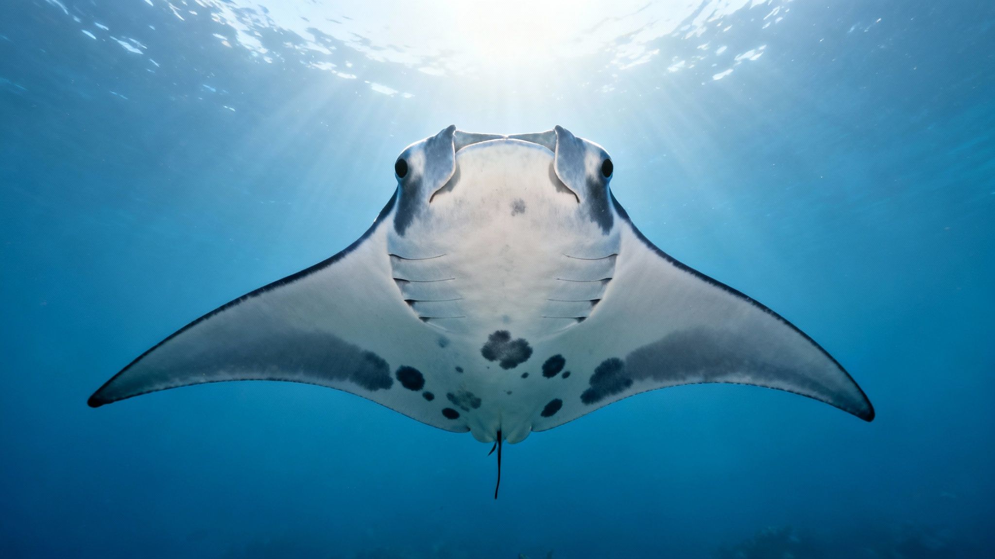 A magnificent manta ray gracefully glides upwards in bright blue ocean water, illuminated by sunbeams.