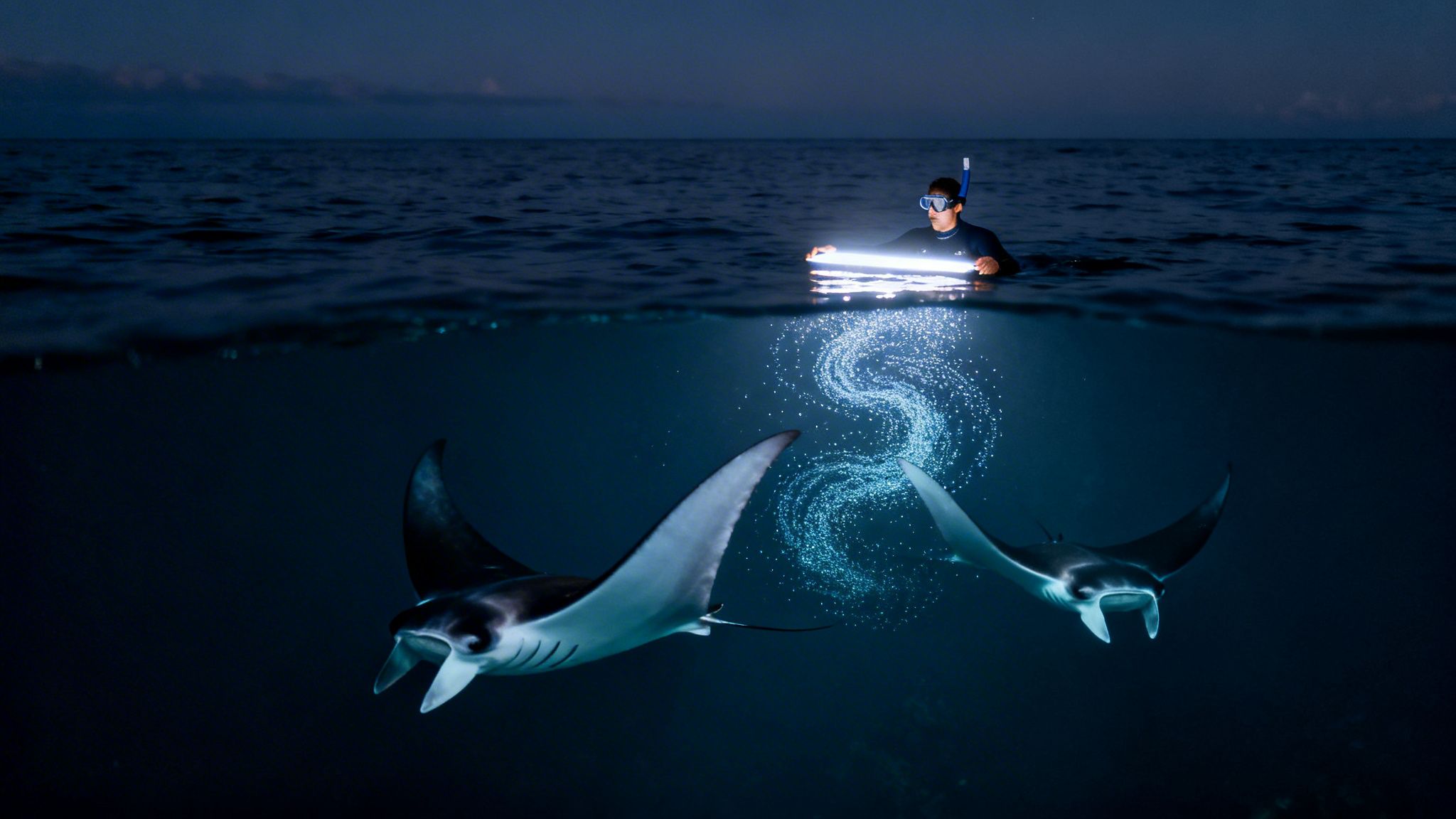 Kona Manta Ray Snorkel A Complete Guide to Hawaii's Best Night Dive