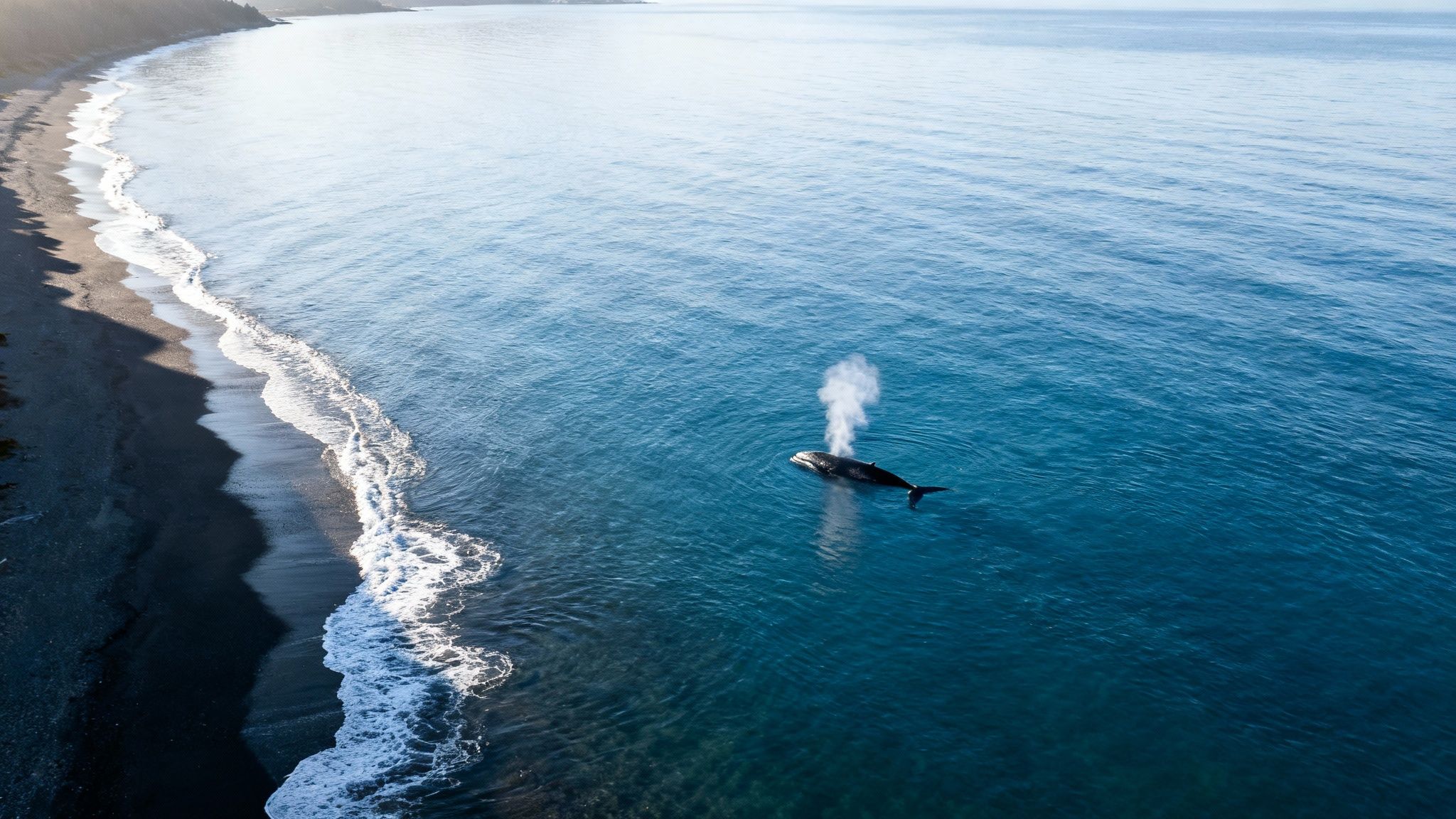 Aerial view of a whale spouting water near a dark sandy beach with white waves.