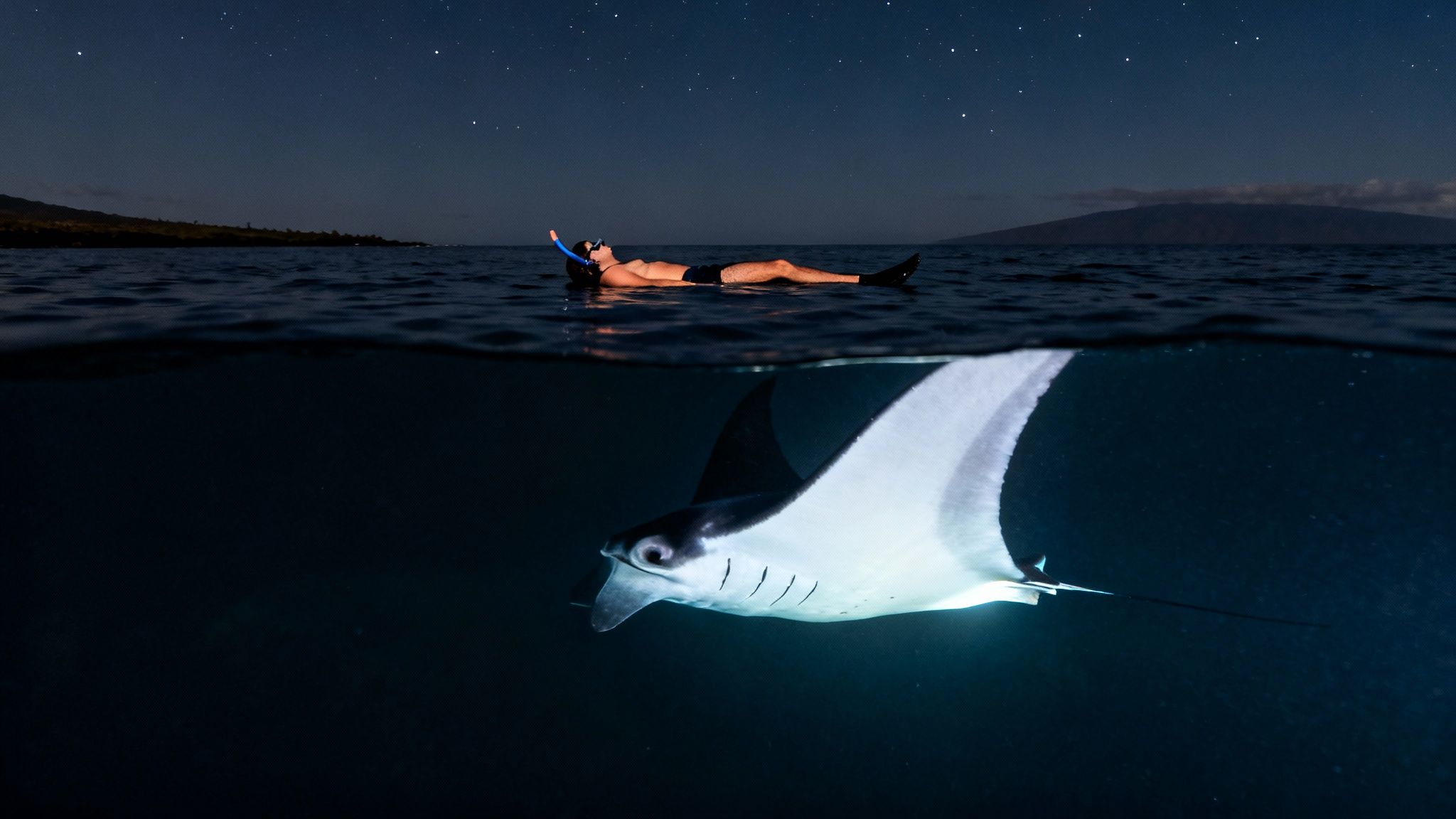 Split shot of a person night snorkeling above a glowing manta ray under a starry sky.