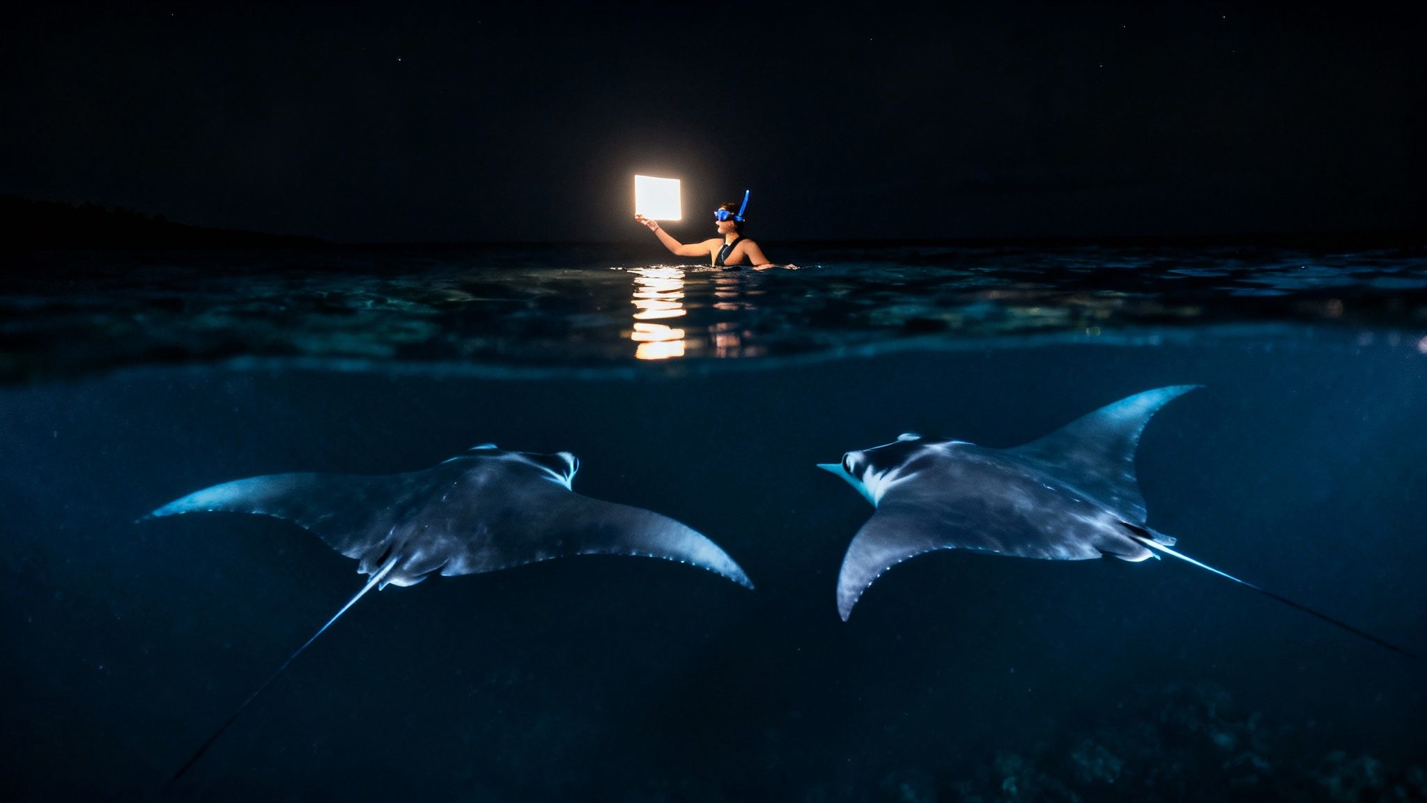 Person snorkeling at night, illuminating two manta rays swimming underwater with a bright light.