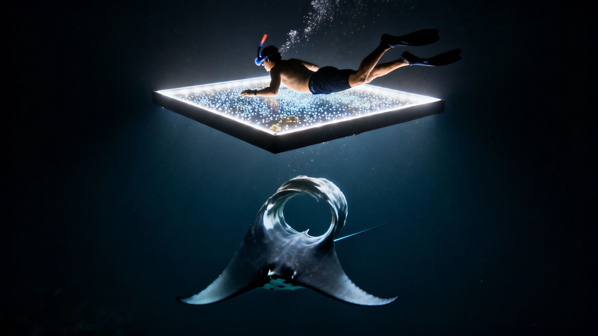 Snorkeler observing manta ray feeding on plankton near illuminated platform at night in Kona