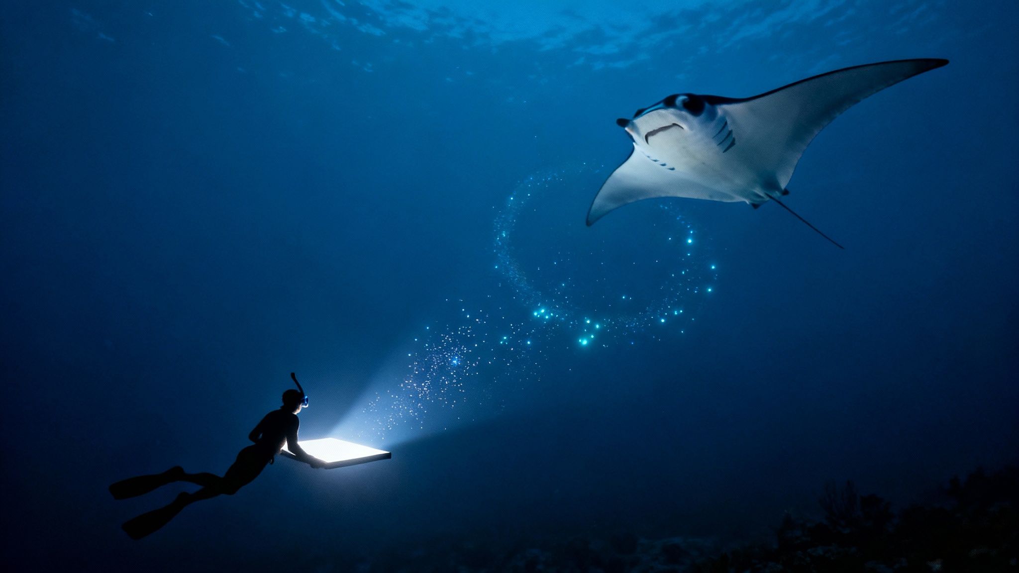 Your Guide to Night Snorkeling with Manta Rays Kona