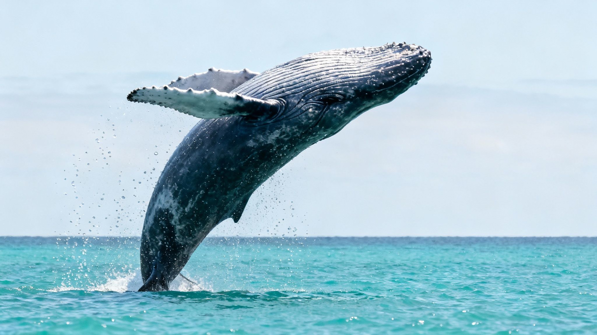 A majestic humpback whale breaches fully out of the turquoise ocean, creating a splash.