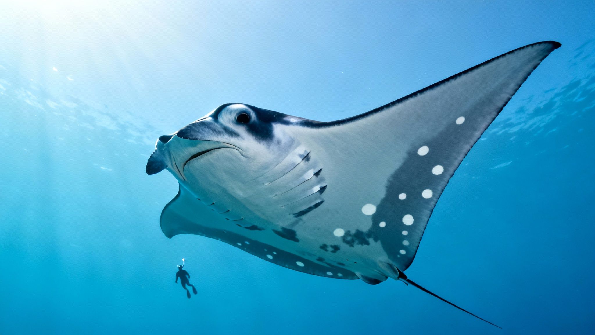 Giant manta ray gracefully swims in clear blue ocean water with a diver below.