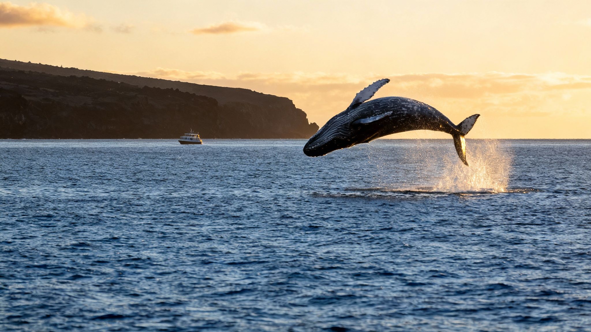 A majestic humpback whale breaches out of the ocean, creating a large splash at sunset, with a boat and distant island visible.