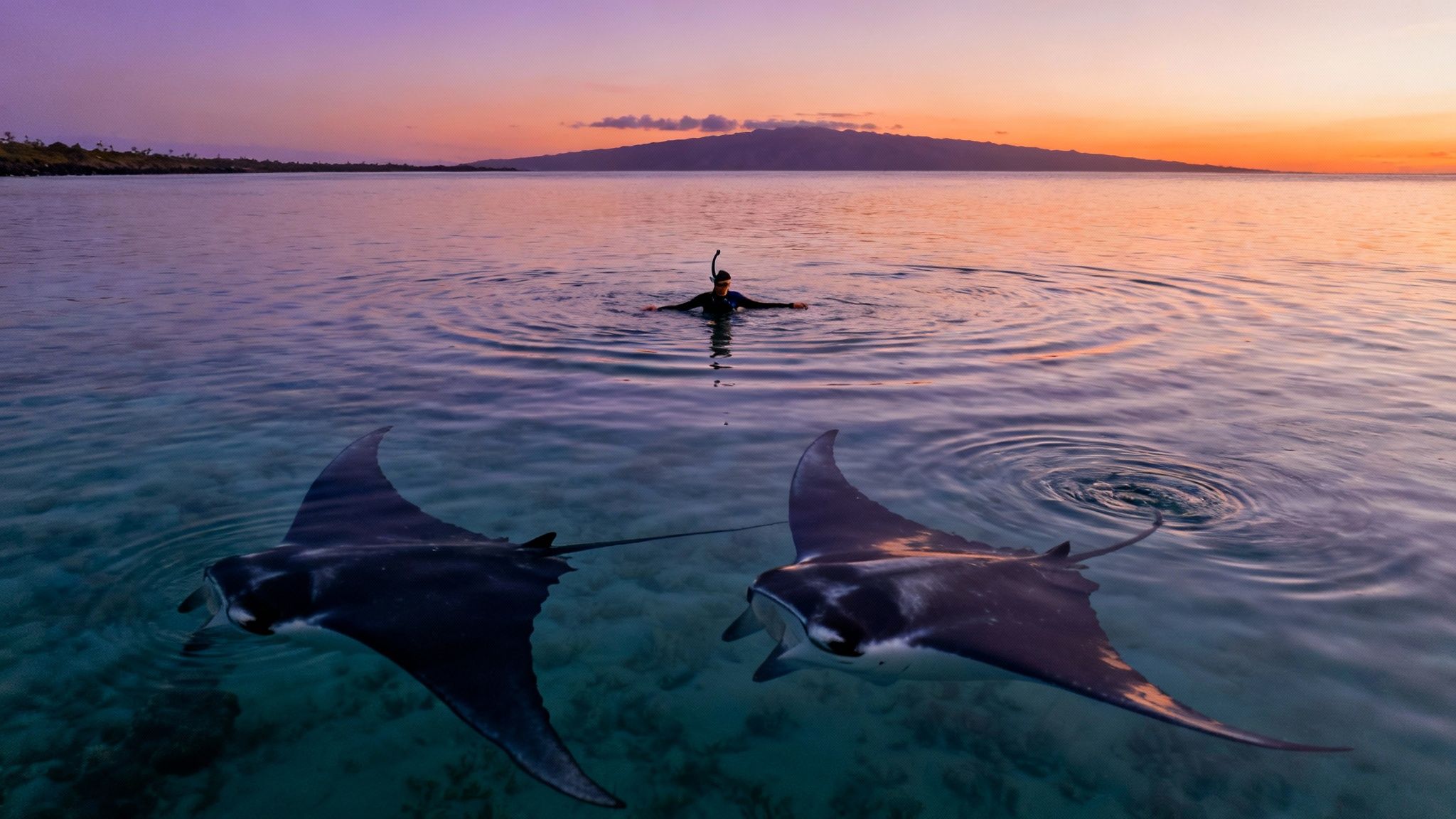 A person snorkeling in the ocean at sunset, with two large manta rays swimming below them.