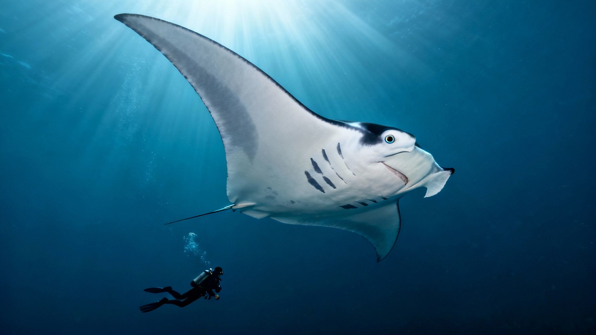 A majestic manta ray swims above a scuba diver in clear blue ocean water, with sun rays.