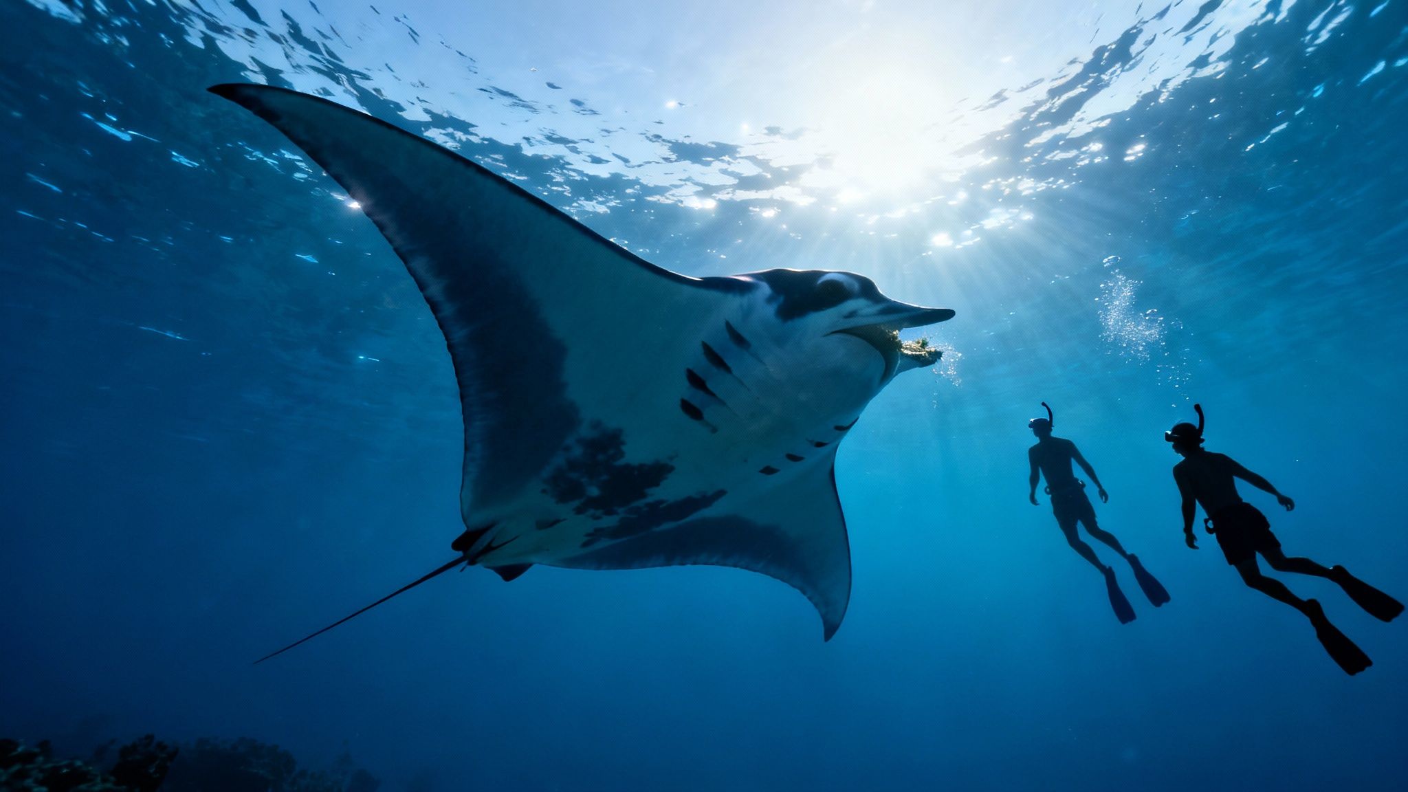 Two snorkelers observe a majestic manta ray feeding underwater, silhouetted against sunlit ocean surface.