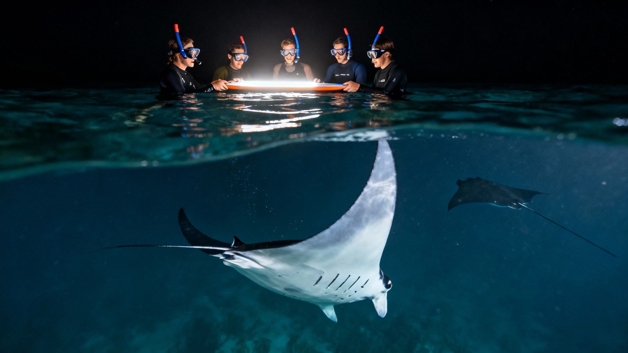 Snorkelers at night observe graceful manta rays below the ocean surface, illuminated by a light board.
