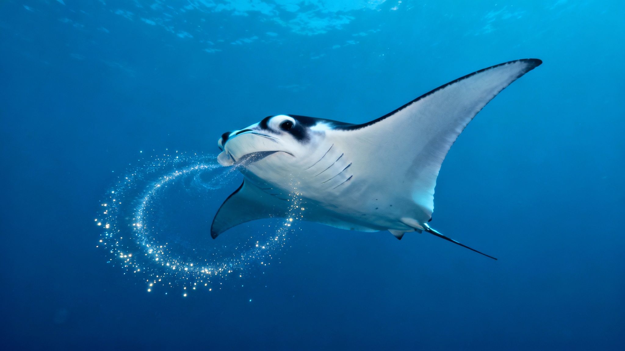 A giant manta ray gracefully swims toward the camera in the dark waters of Kona at night, illuminated by tour lights.