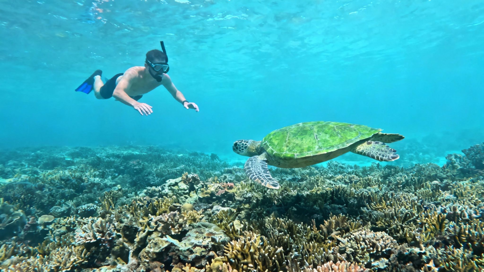 A man snorkeling in clear blue water, swimming alongside a large green sea turtle over a coral reef.