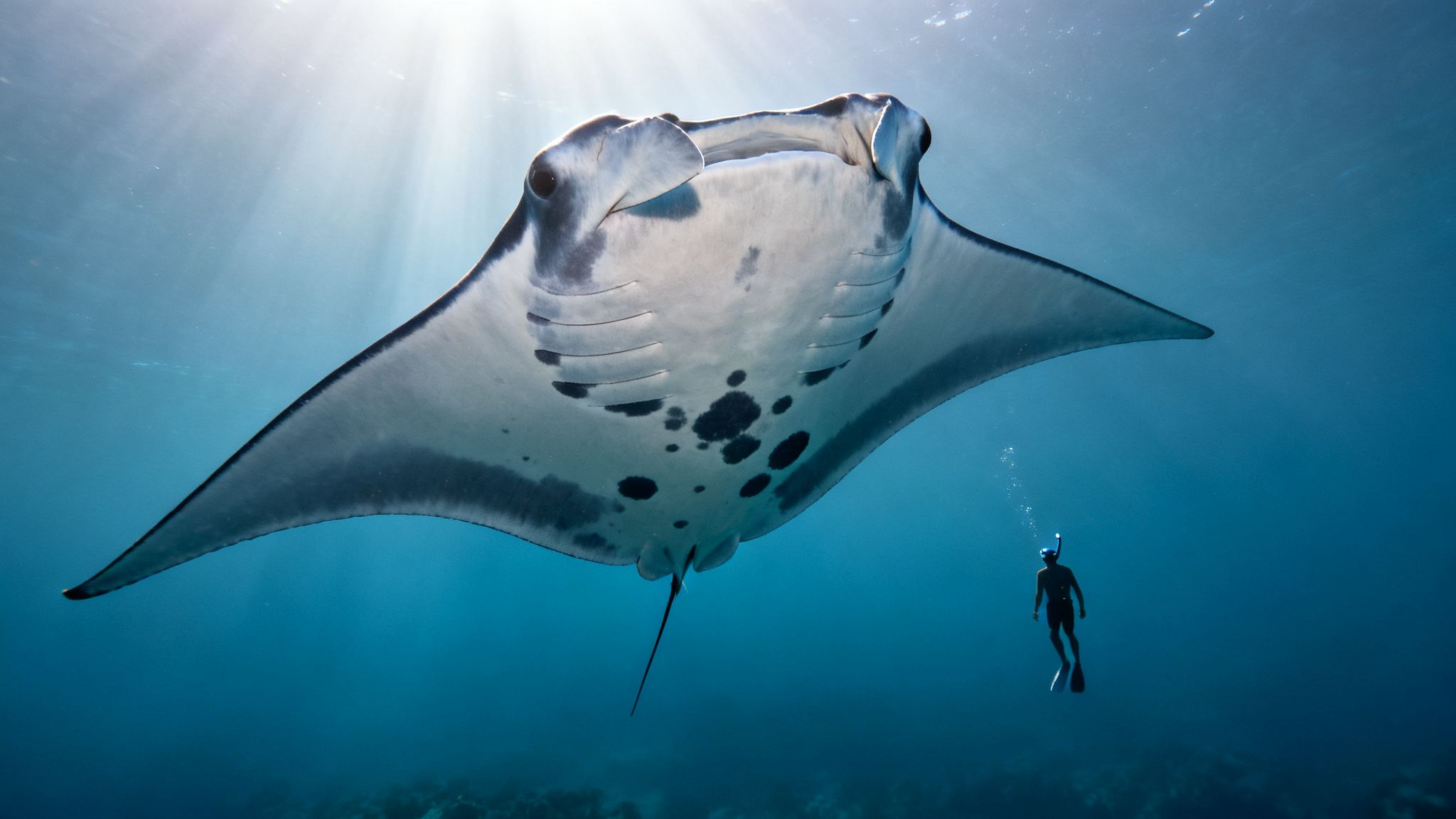 A large manta ray swims gracefully overhead in clear blue ocean water, a snorkeler observing below.