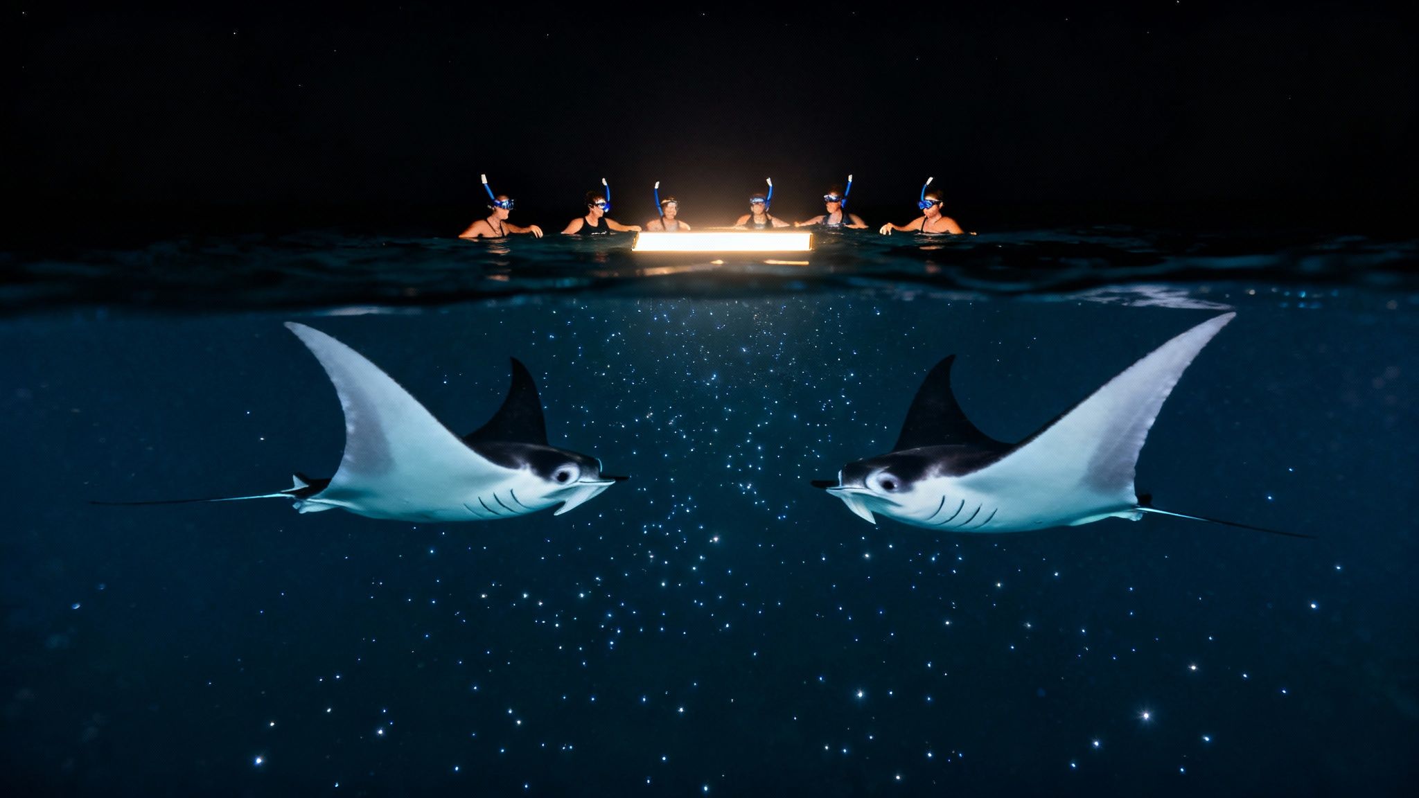 People snorkeling at night watching two manta rays swim under a glowing light in dark waters.
