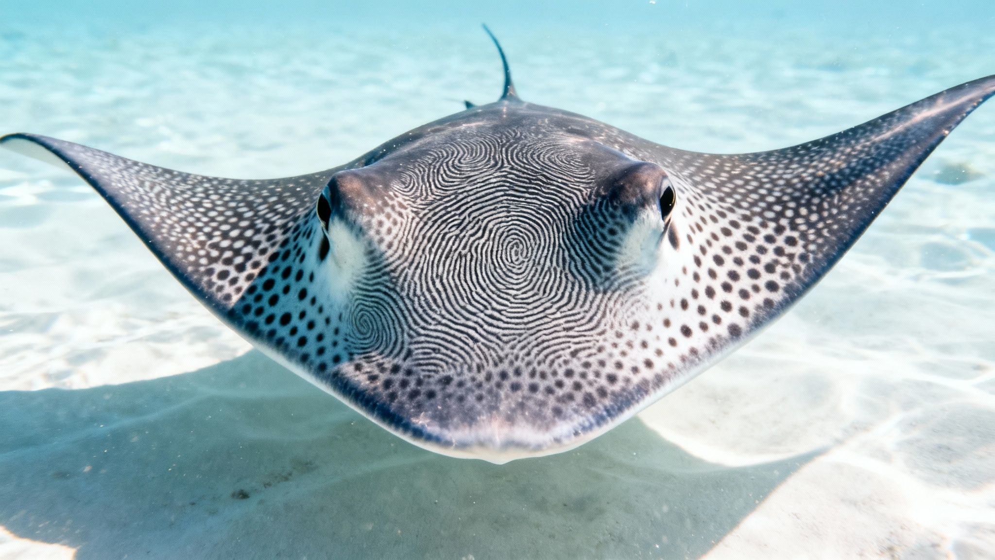 Close-up of a spotted eagle ray swimming directly towards the camera in clear shallow water over a sandy bottom.