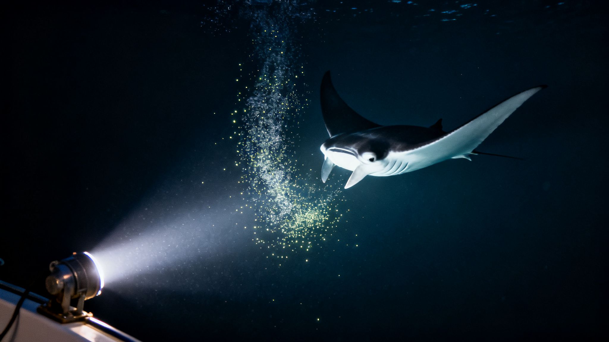 A majestic manta ray swims in dark ocean waters, illuminated by a boat's bright spotlight highlighting shimmering plankton.