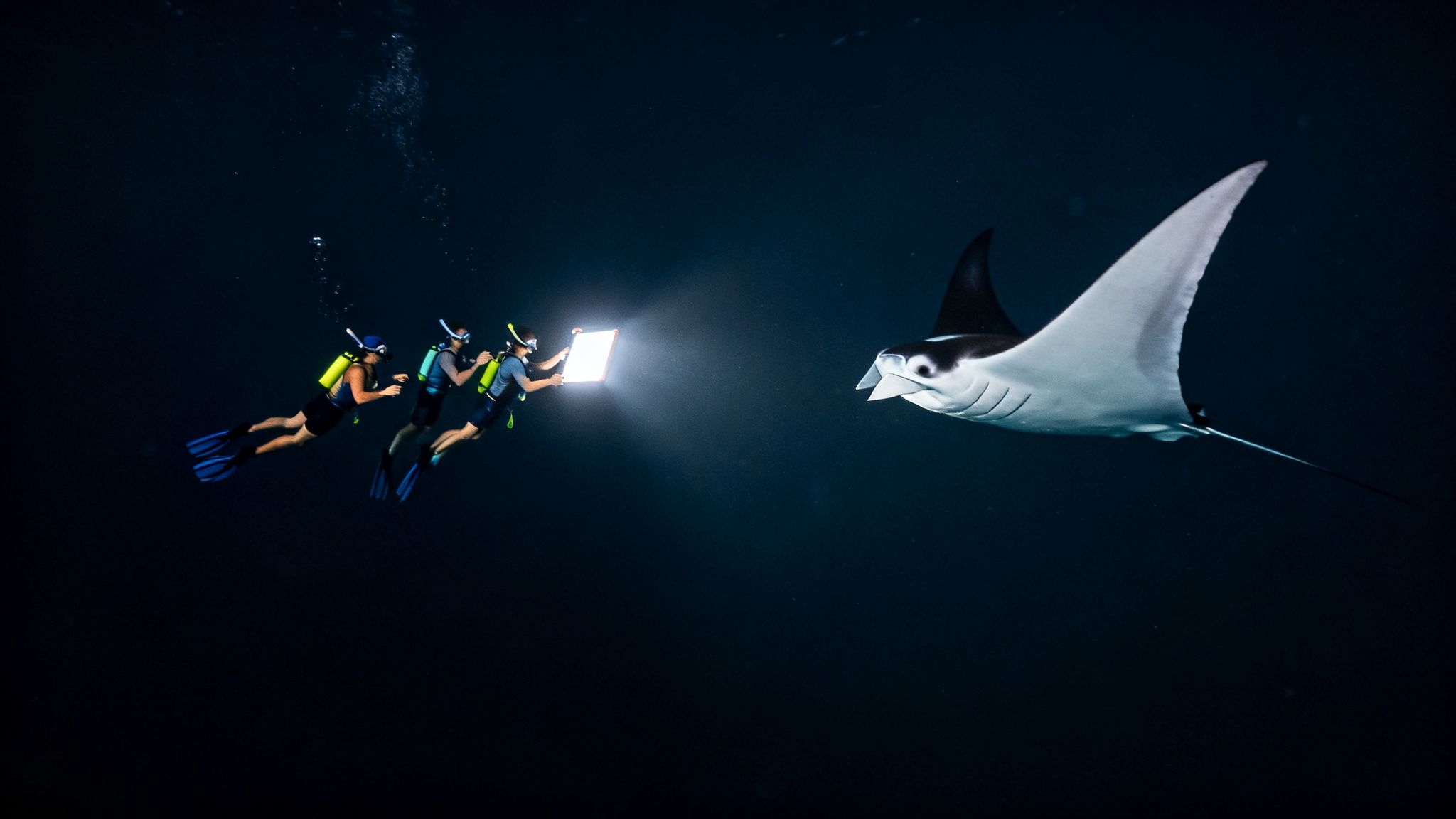Three divers illuminate a large manta ray with an underwater light panel at night.