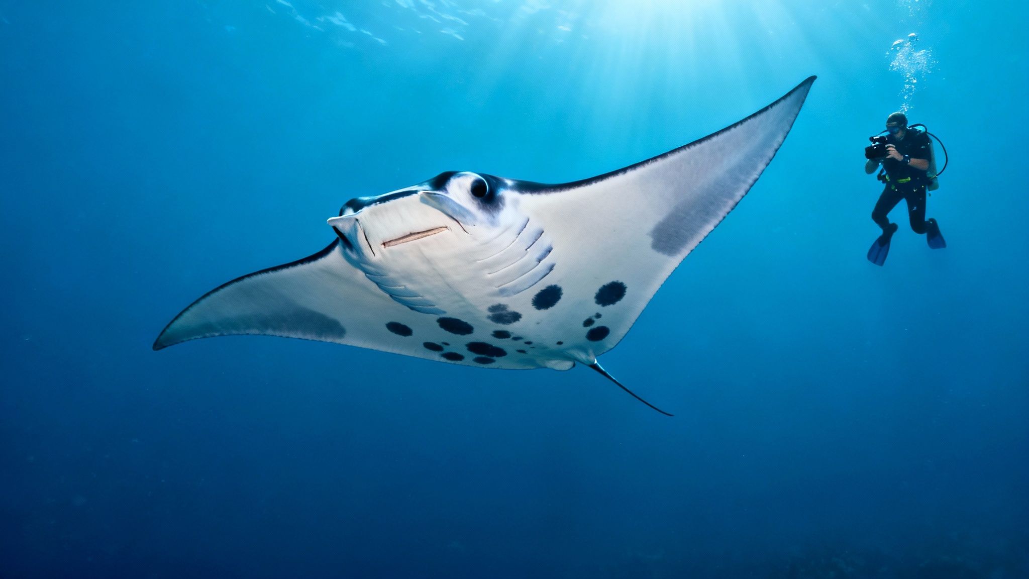 A majestic manta ray swims underwater, observed by a scuba diver with sunlight filtering down.