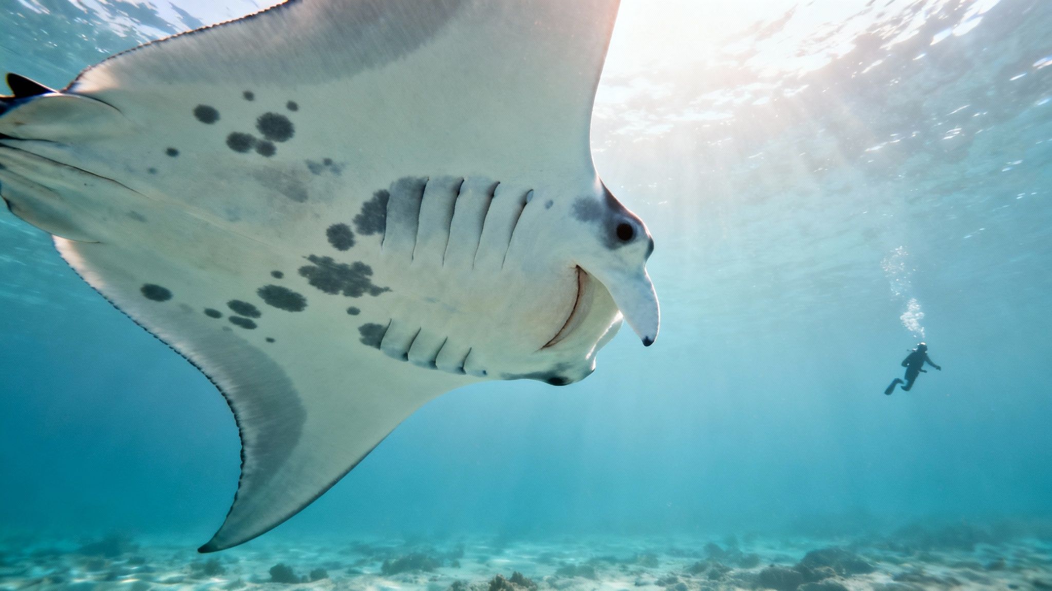 A majestic manta ray swims underwater, its spotted belly visible, with a diver in the background.