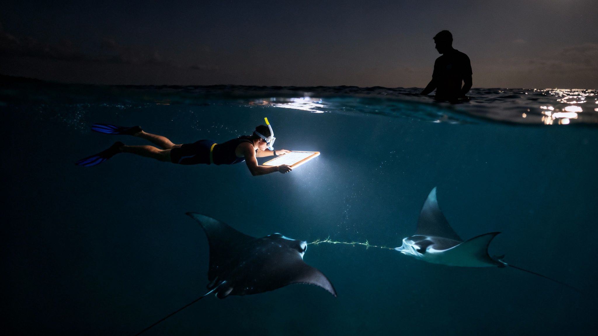 Underwater view of a person snorkeling at night with two manta rays attracted by a glowing board.