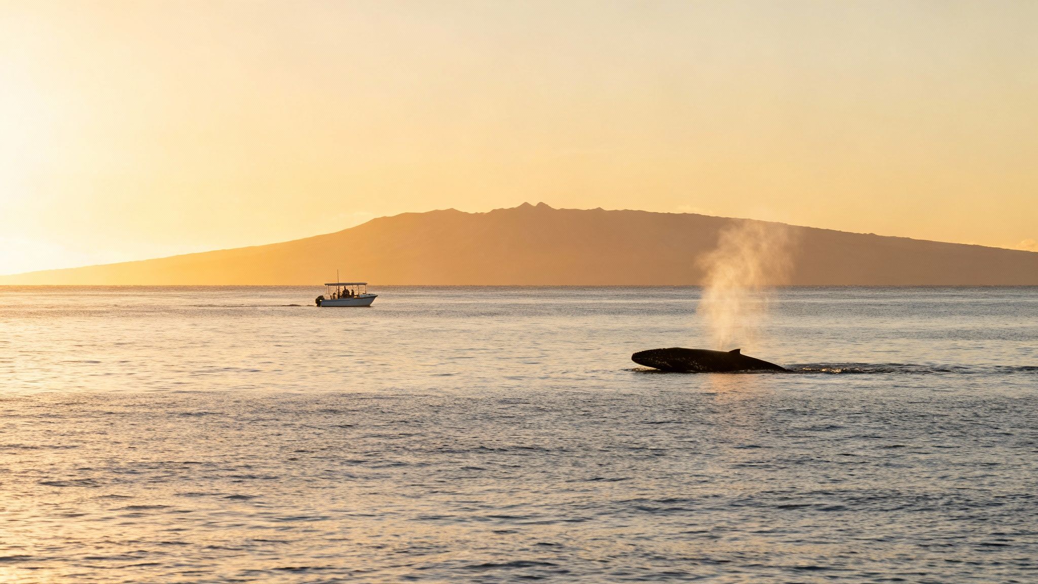 A humpback whale breaching dramatically near a tour boat during whale season in Hawaii