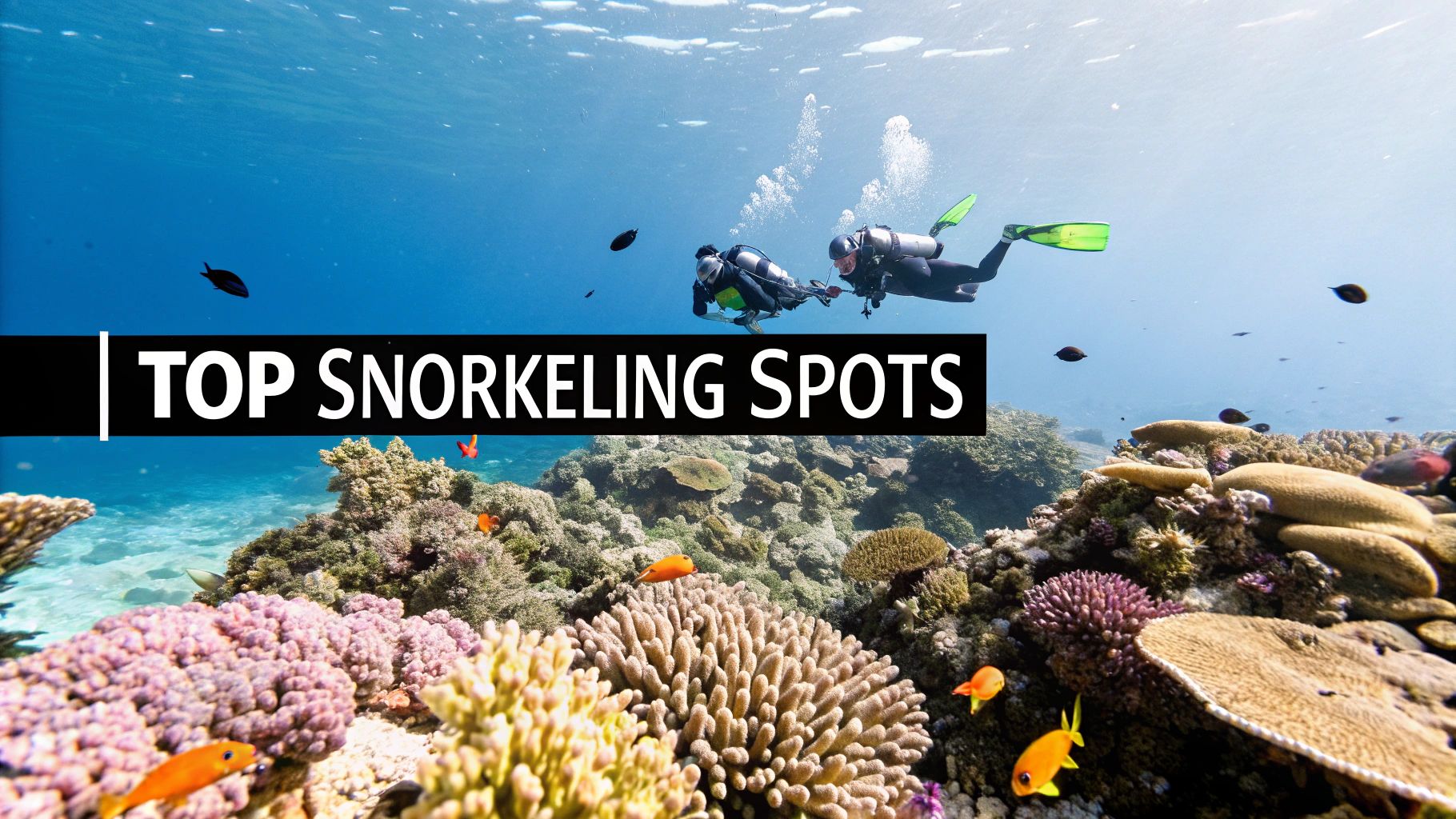 Underwater Wonders