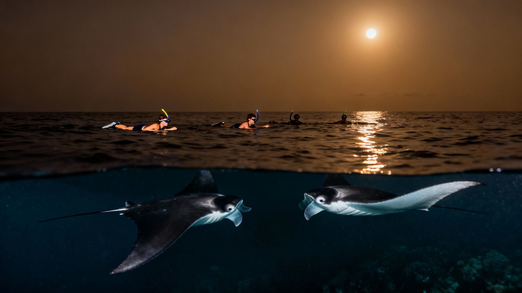 Snorkelers swim on the ocean surface at night while two majestic manta rays glide below, illuminated by moonlight.
