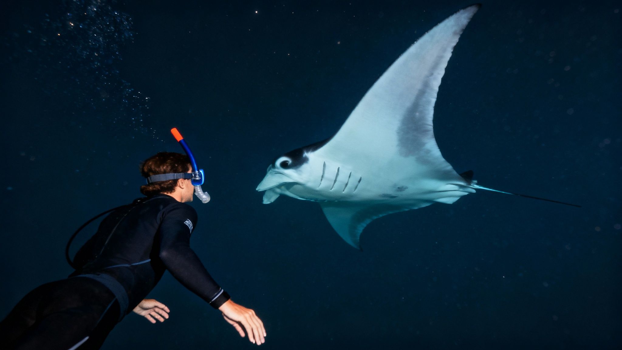 A group of snorkelers observing a manta ray responsibly from a light board on the Big Island