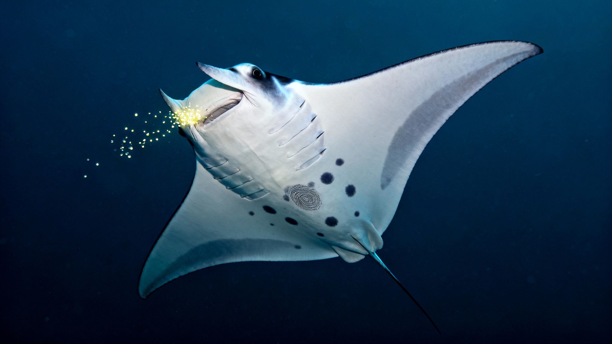 A large manta ray filters glowing plankton from the dark ocean, showing a unique pattern on its underside.