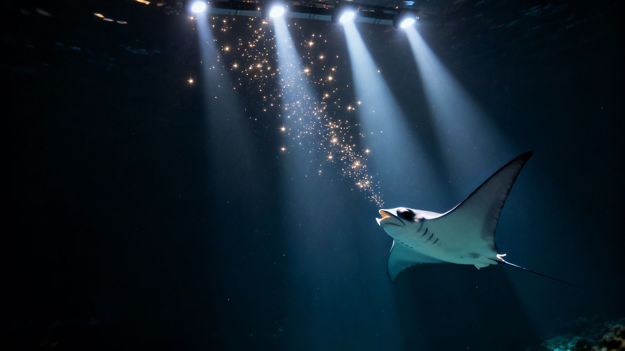 A manta ray gracefully swims underwater, exhaling sparkling particles under bright spotlights.