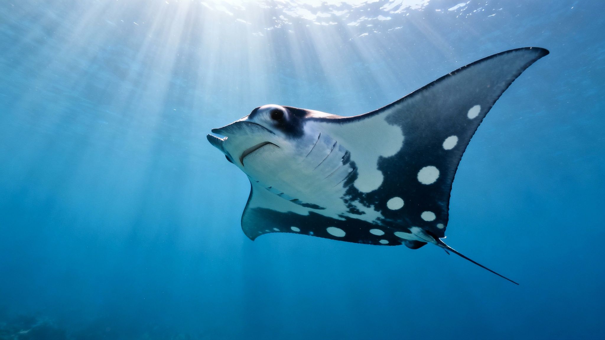 A majestic manta ray gracefully swims underwater in clear blue ocean with sun rays.