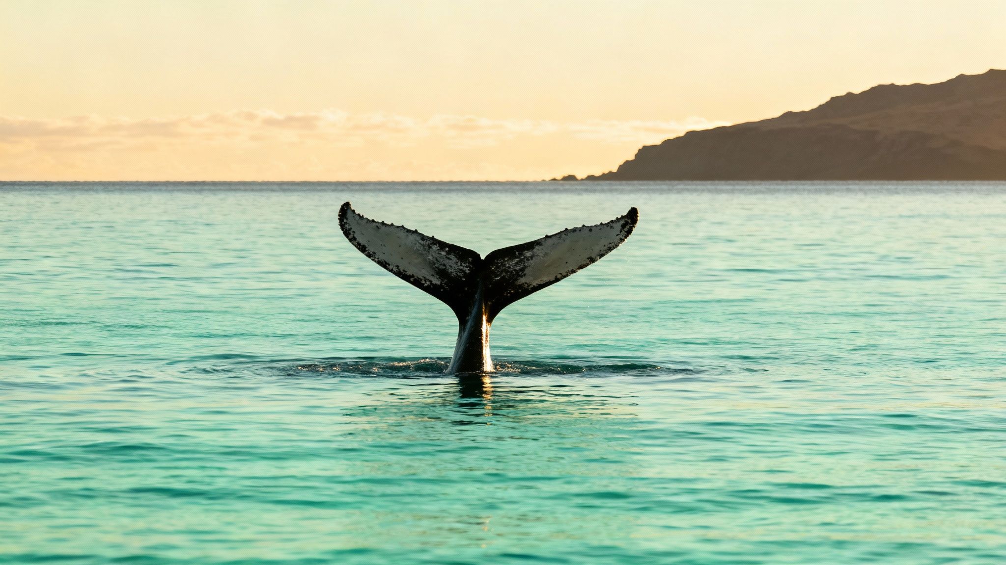 Kohala Coast - Prime Humpback Whale Habitat