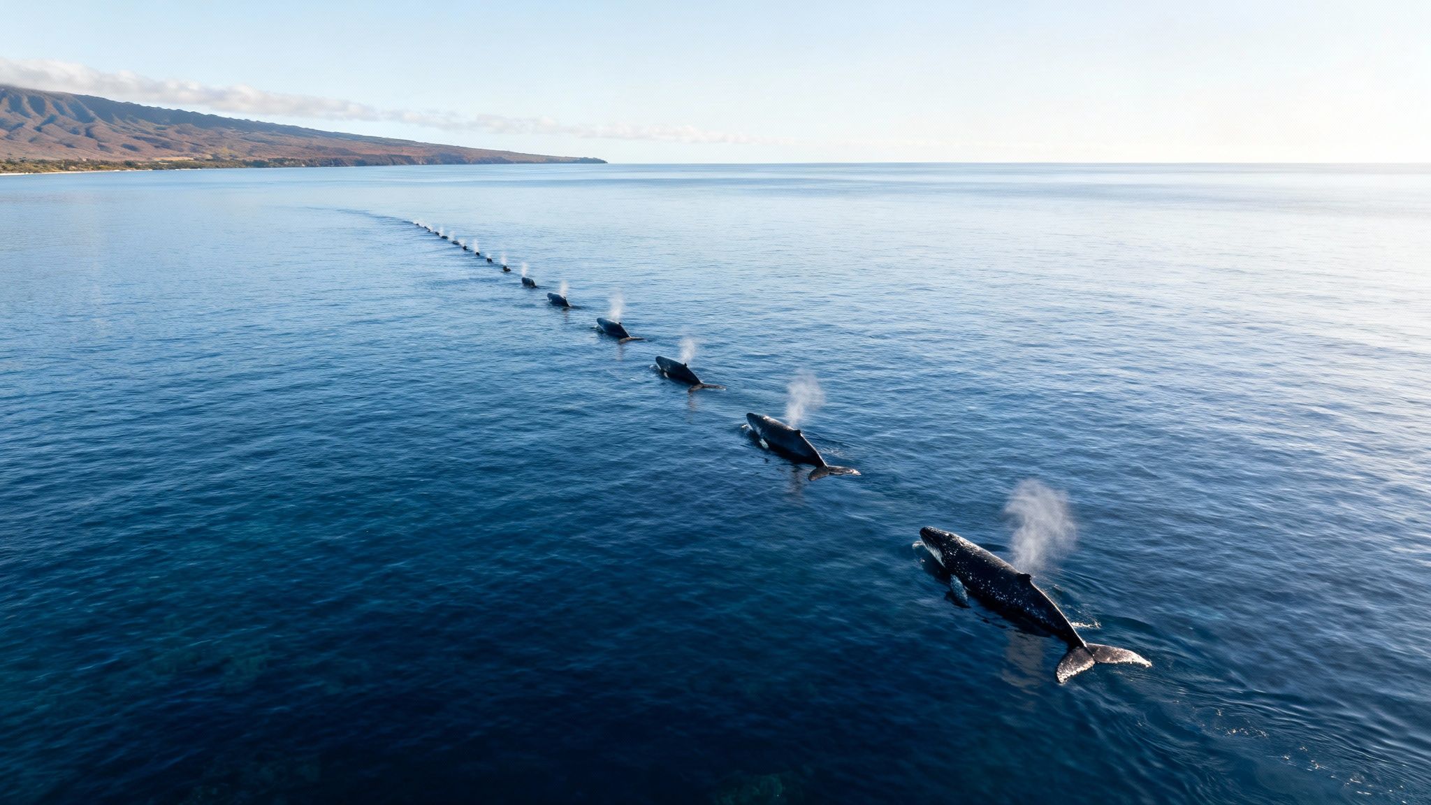 Aerial view of a long line of humpback whales spouting water in the blue ocean.