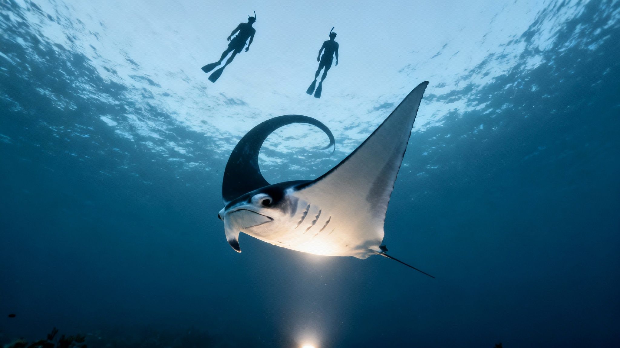 Two snorkelers observe a majestic manta ray swimming gracefully underwater, illuminated by a light.