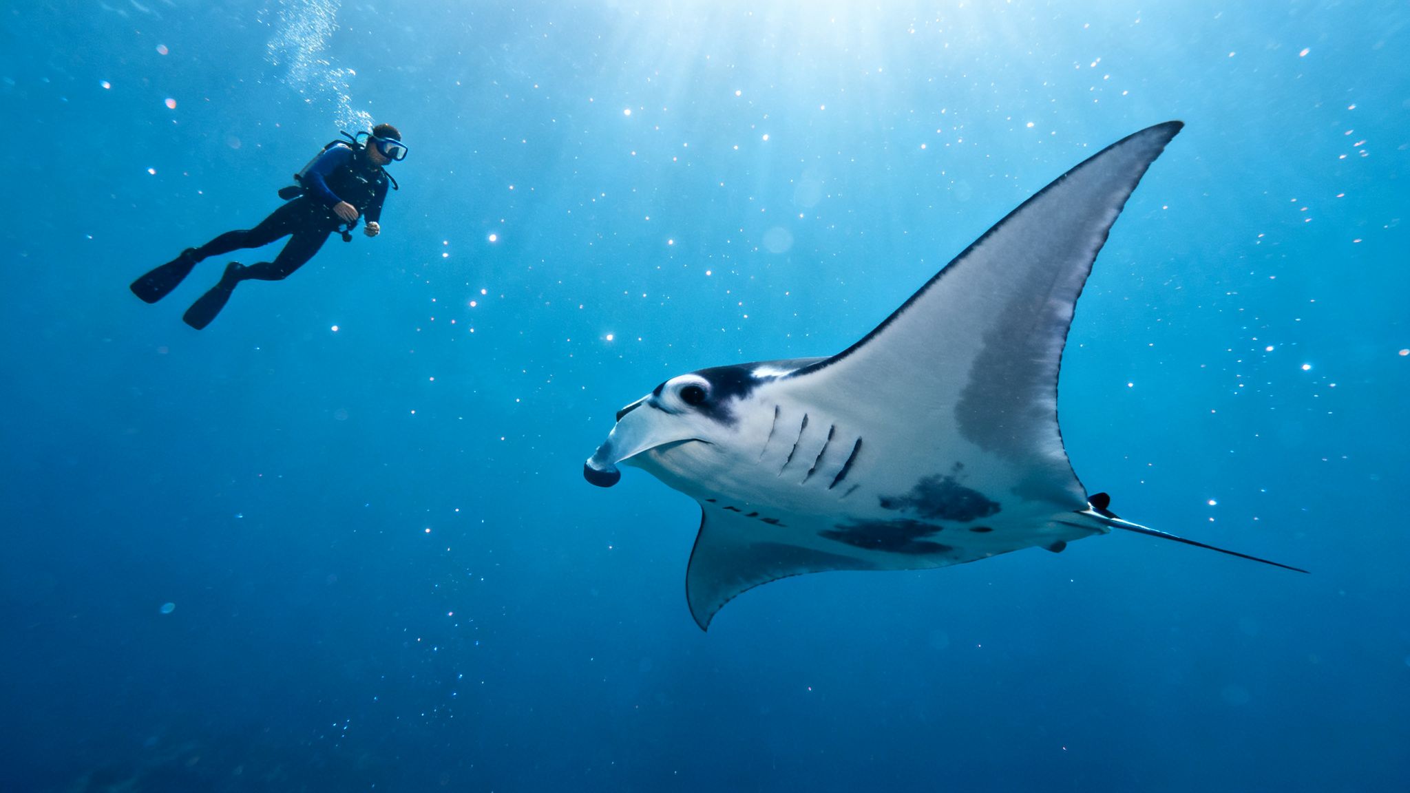 A scuba diver in a blue wetsuit swims near a large manta ray in clear blue ocean water with sunlight.