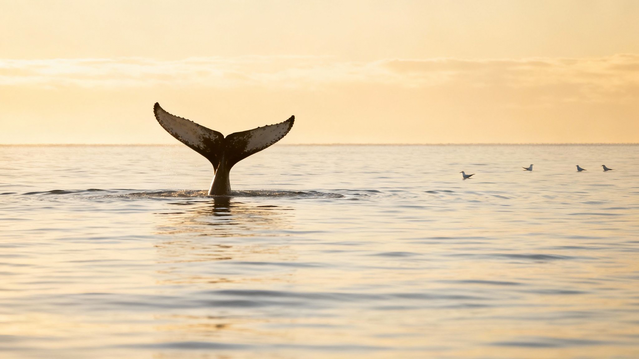 Humpback whale tail emerges from the ocean off the Big Island coast