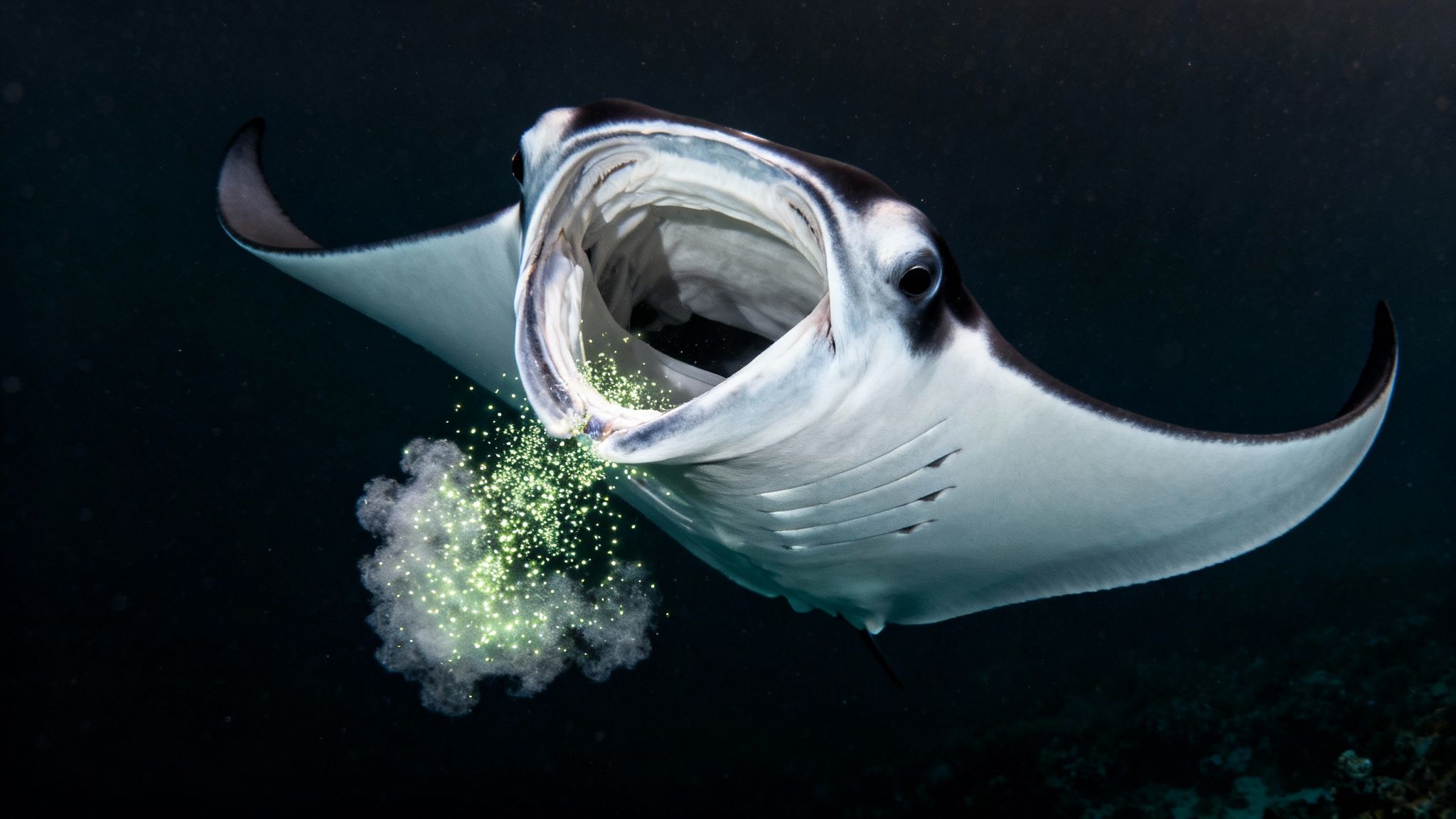 A giant manta ray with its mouth open, feeding on glowing plankton in dark water.