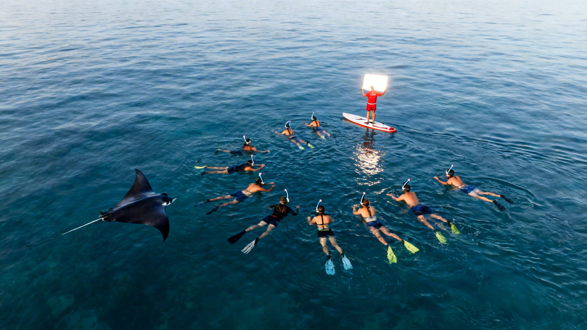People snorkeling at night to see a majestic manta ray illuminated by a guide's light.