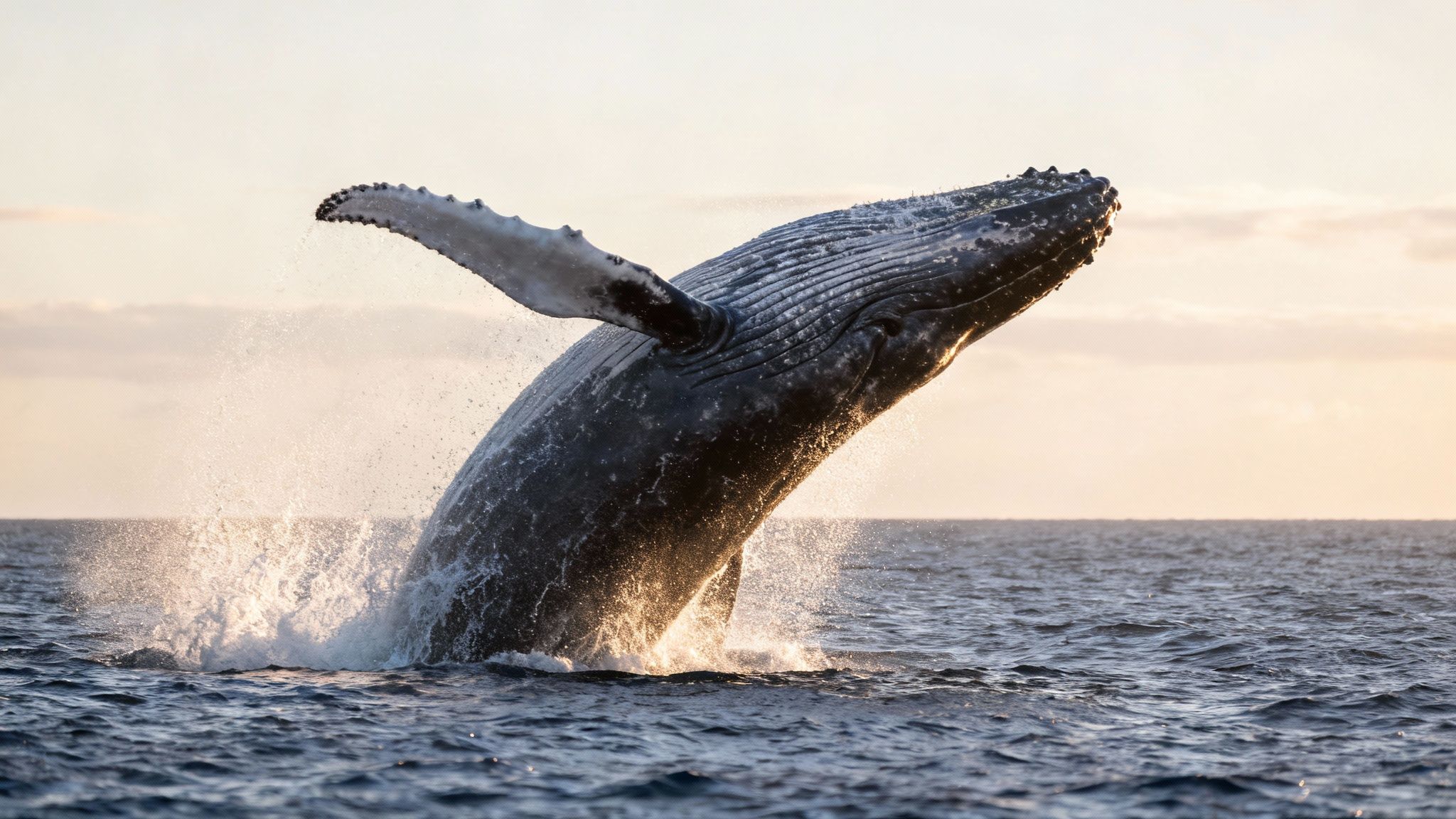 A majestic humpback whale breaches fully out of the deep blue ocean at sunset, splashing water.